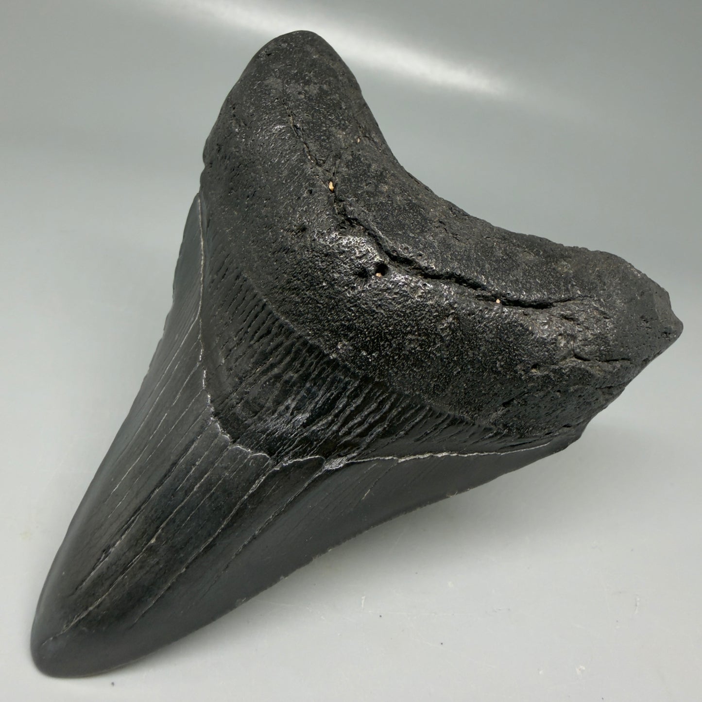 Front Right View Dark colors 3.99" Megalodon Tooth from South Carolina CM6108