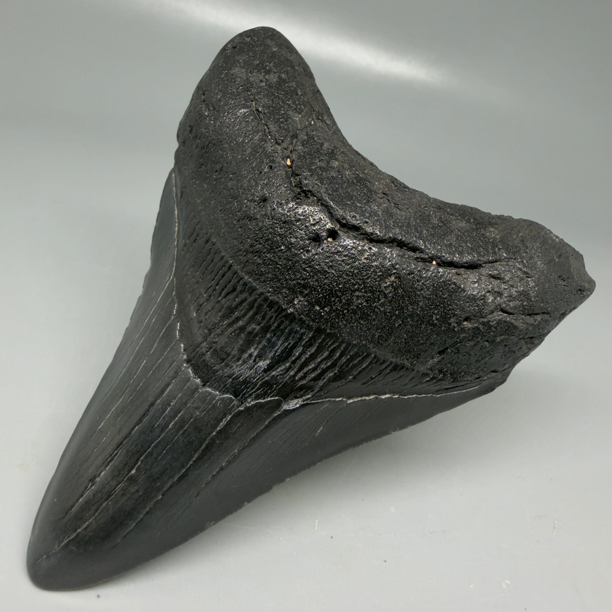 Front Right View Dark colors 3.99" Megalodon Tooth from South Carolina CM6108