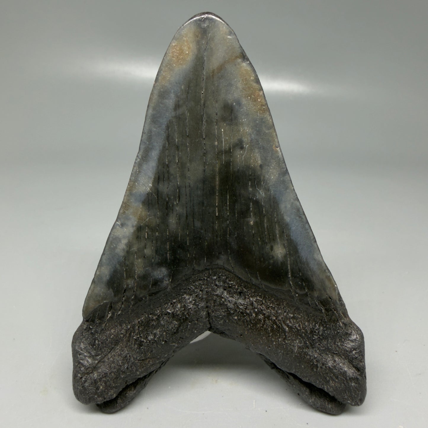 Back View Colorful 3.78" Megalodon Tooth - South Carolina CM6105