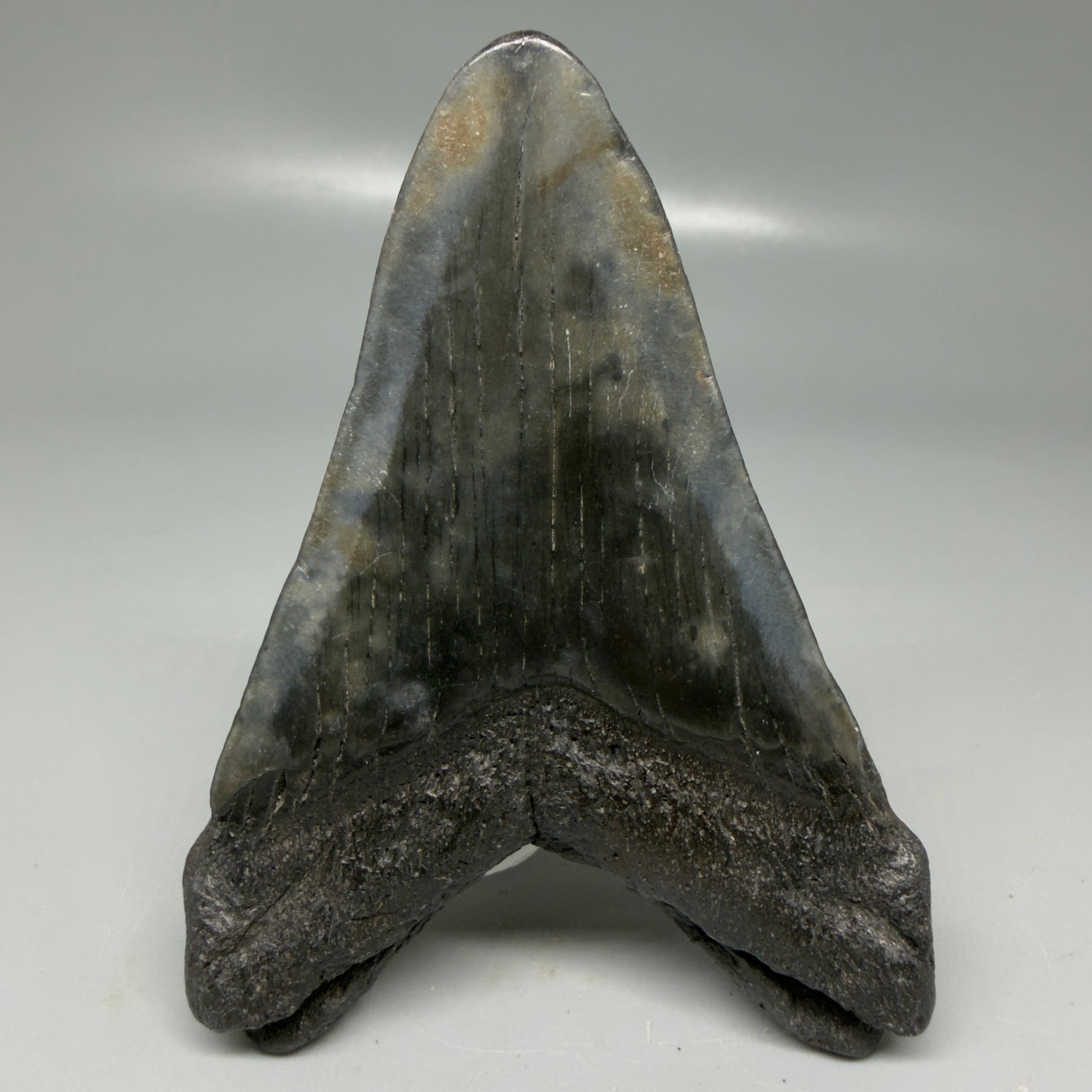 Back View Colorful 3.78" Megalodon Tooth - South Carolina CM6105