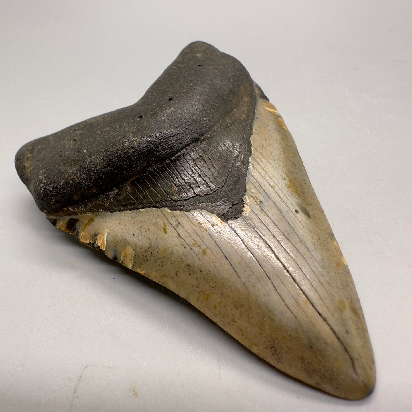 Colorful 3.41" Fossil Megalodon Tooth from North Carolina