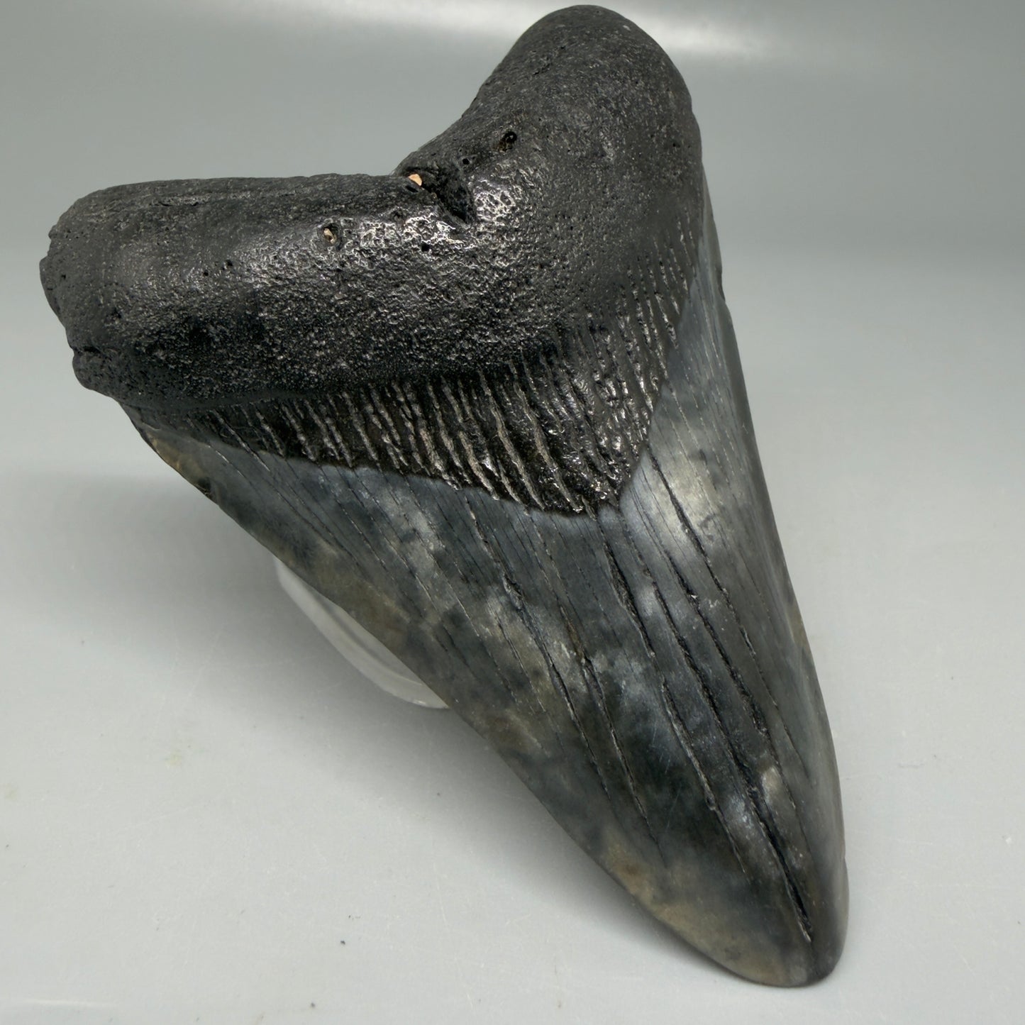 Front Left View Colorful 3.78" Megalodon Tooth - South Carolina CM6105