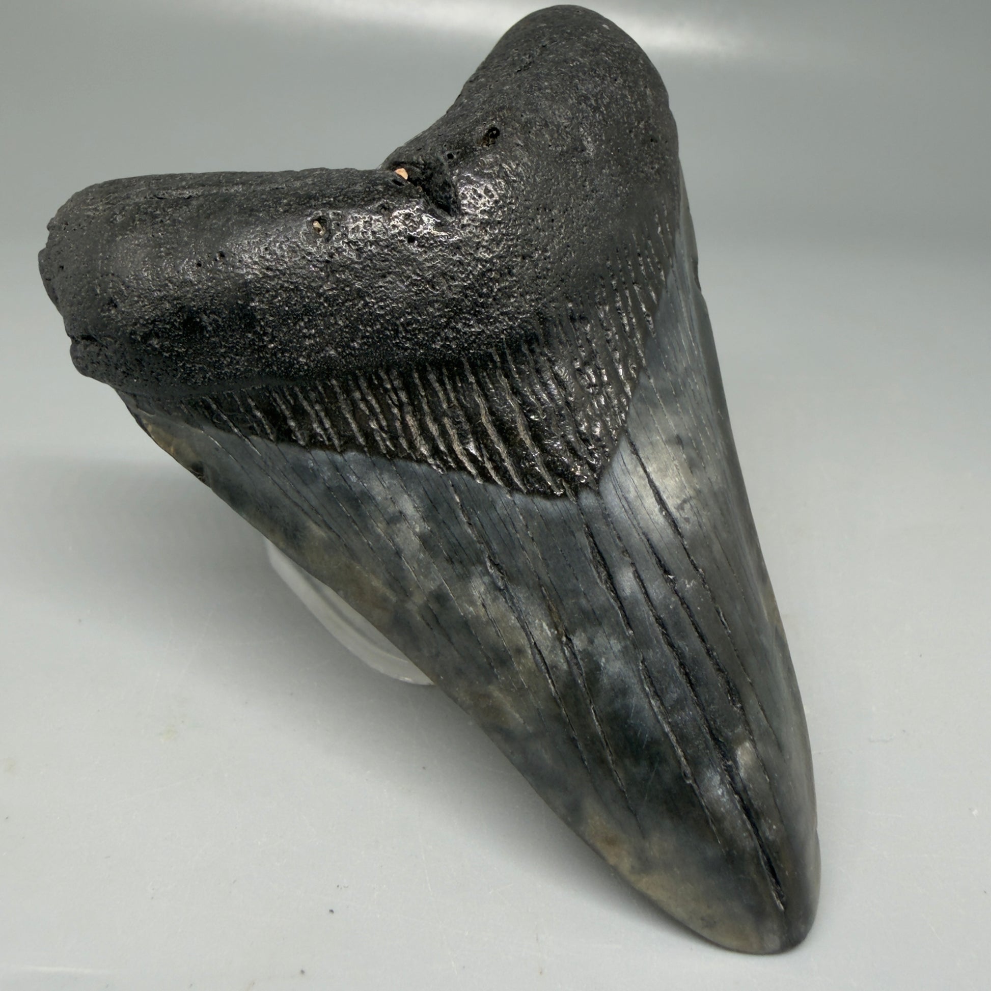 Front Left View Colorful 3.78" Megalodon Tooth - South Carolina CM6105