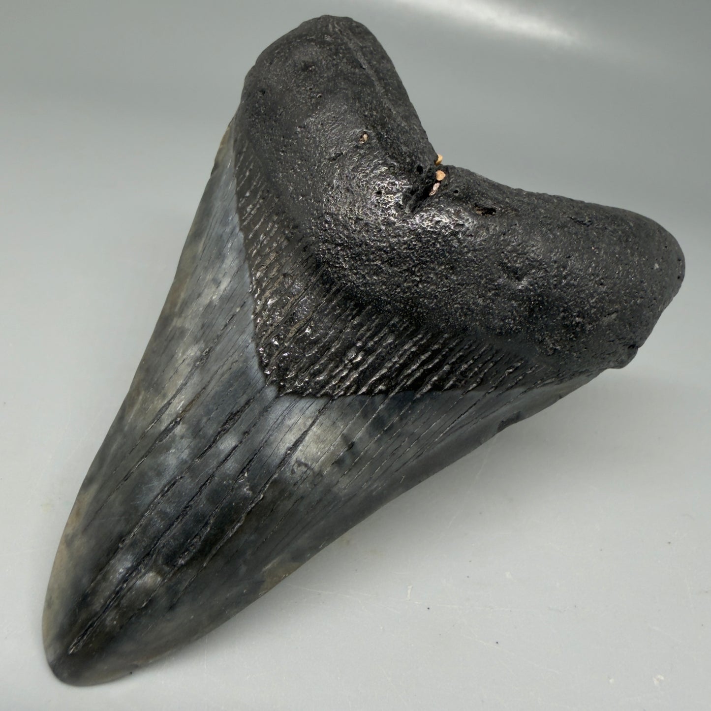 Front Right View Colorful 3.78" Megalodon Tooth - South Carolina CM6105
