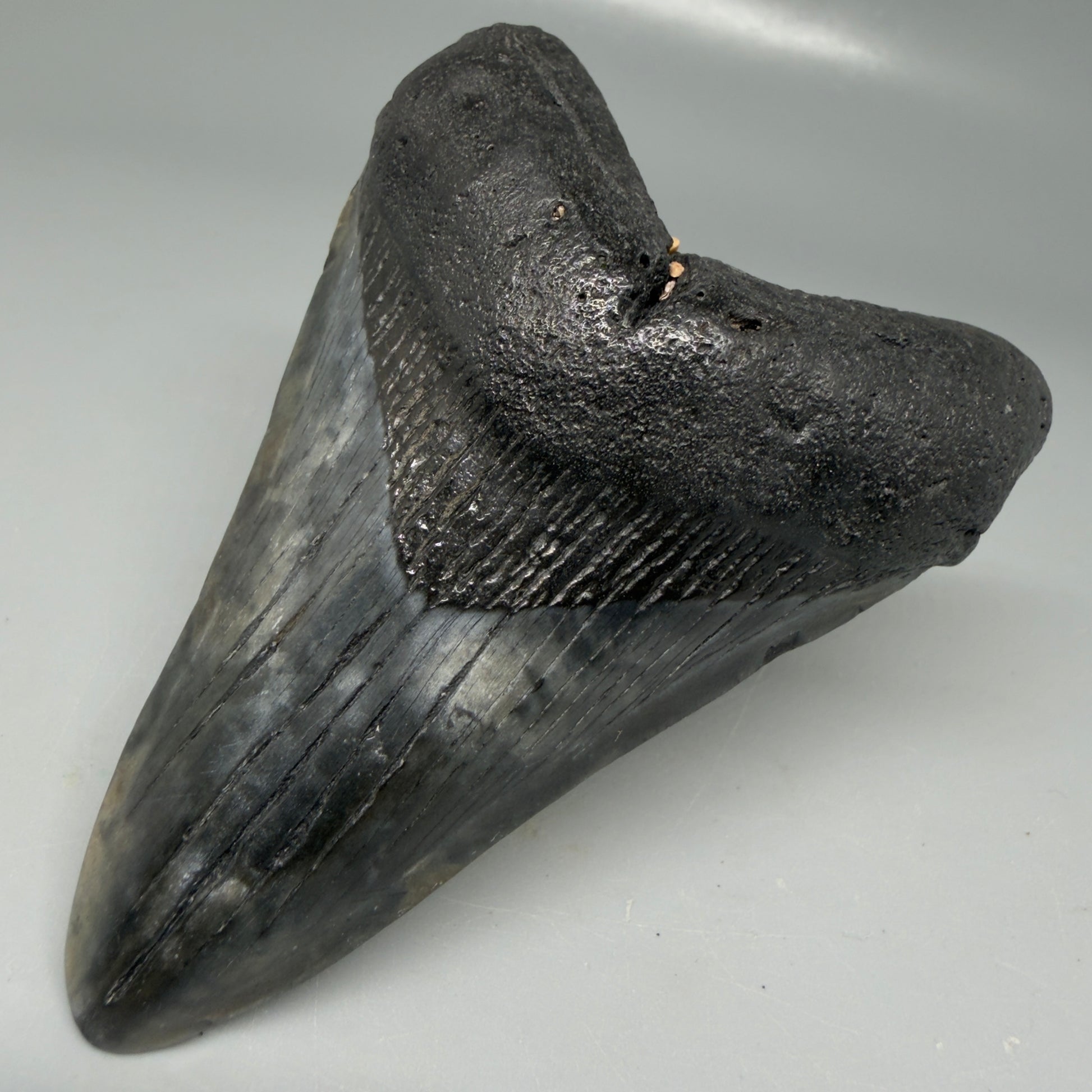 Front Right View Colorful 3.78" Megalodon Tooth - South Carolina CM6105