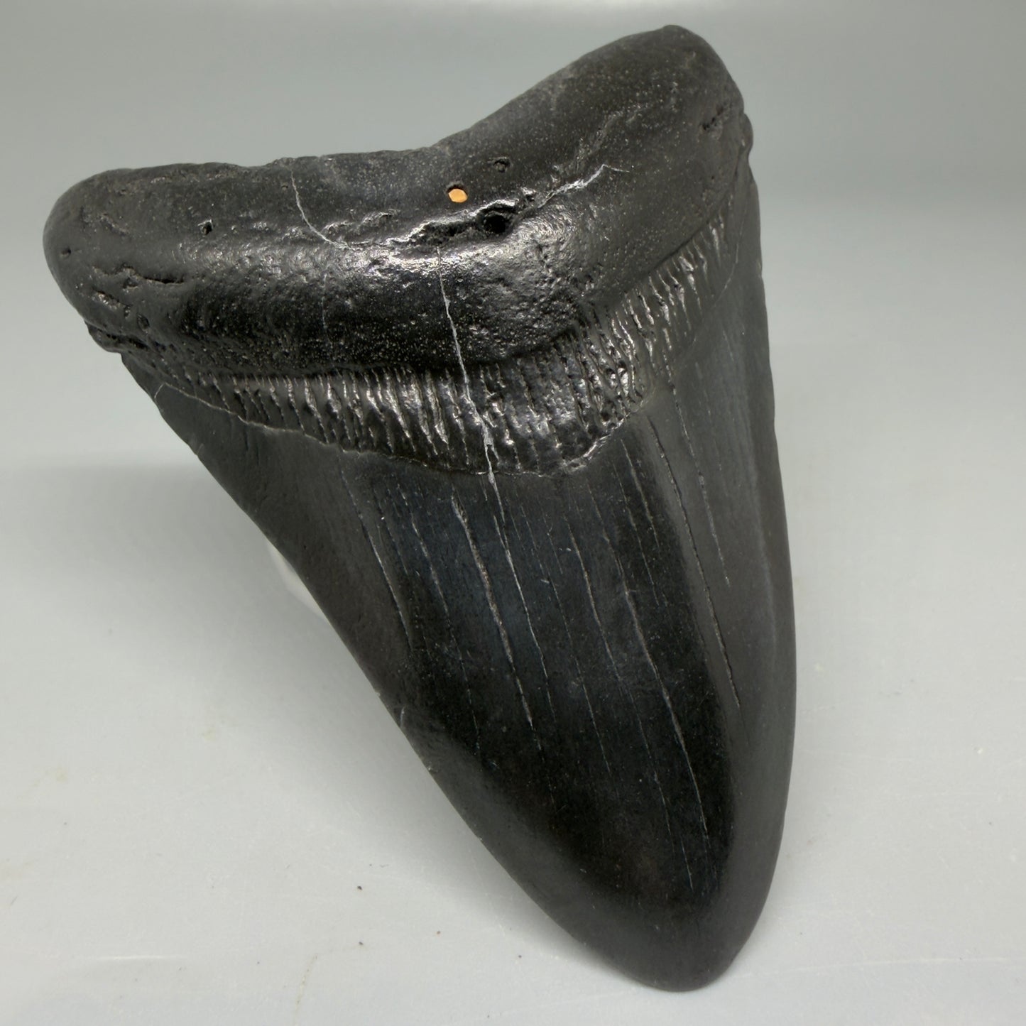 Front Left View Black 3.68" Megalodon Tooth from South Carolina CM6104