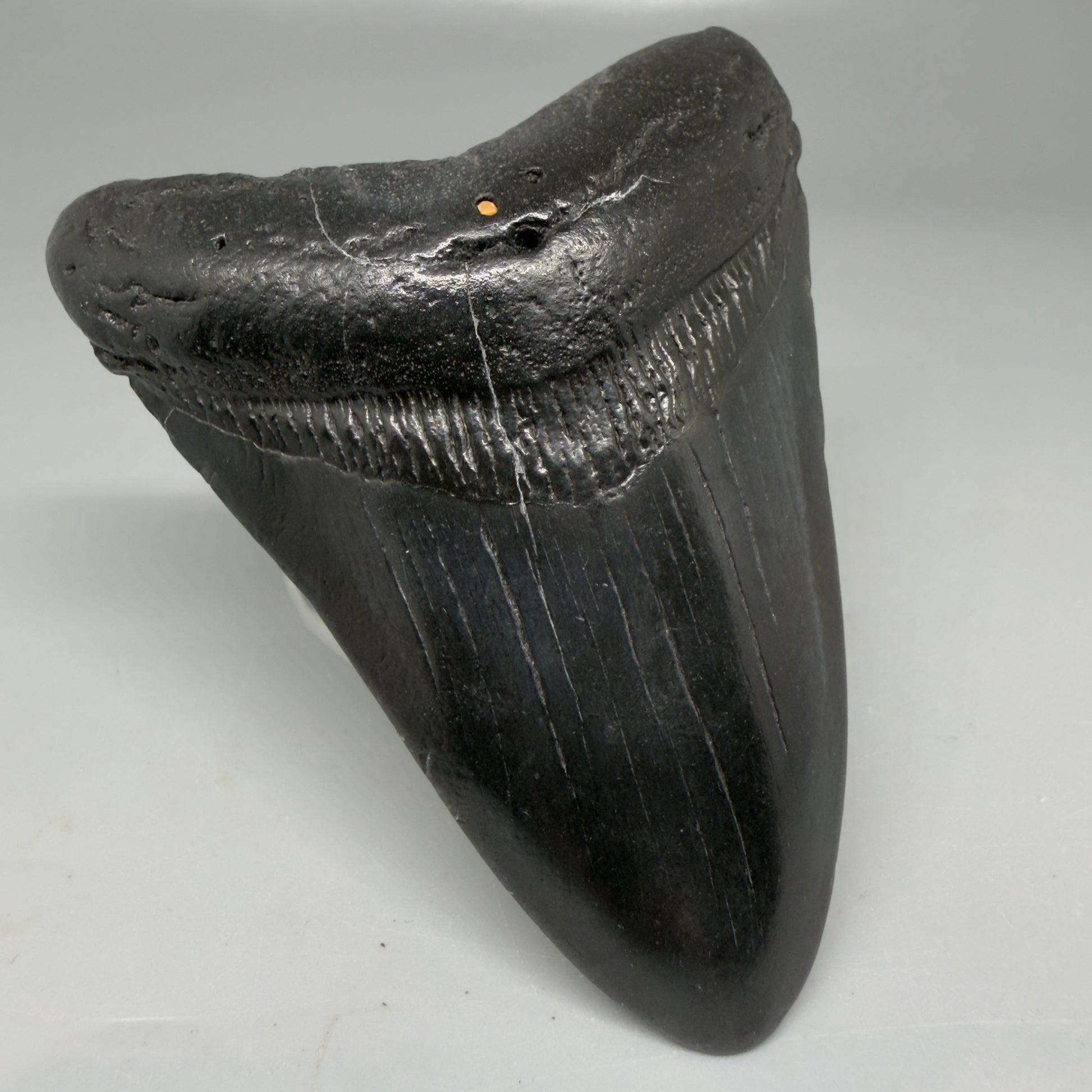Front Left View Black 3.68" Megalodon Tooth from South Carolina CM6104