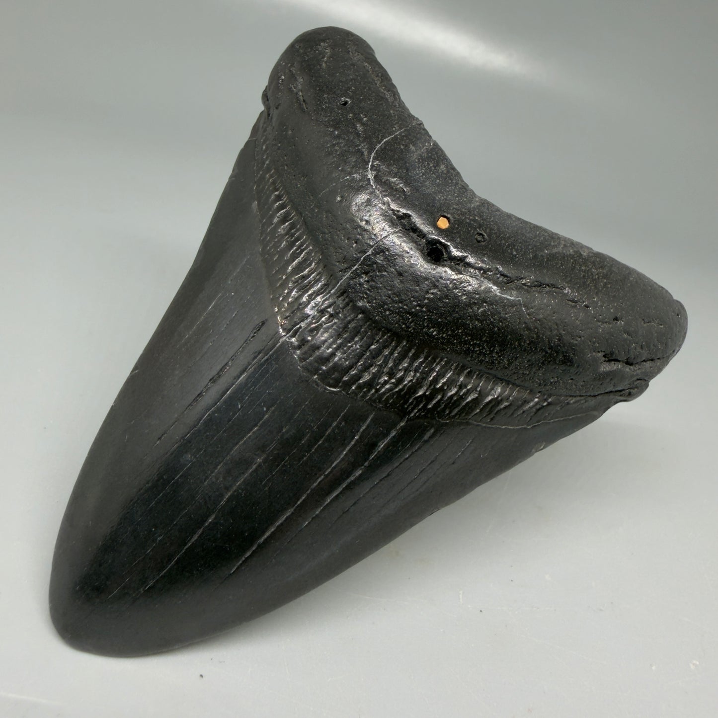Front Right View Black 3.68" Megalodon Tooth from South Carolina CM6104
