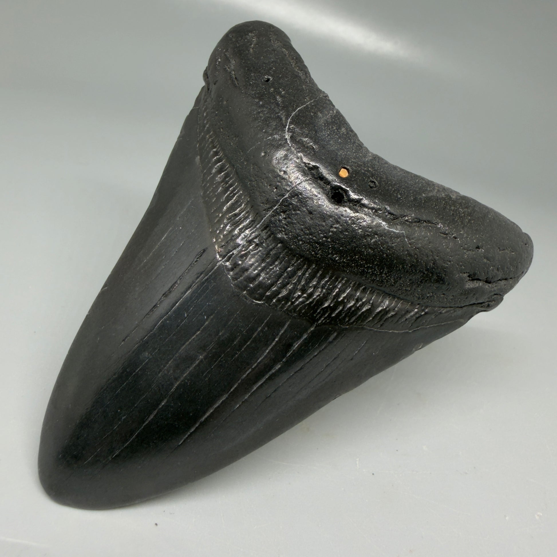 Front Right View Black 3.68" Megalodon Tooth from South Carolina CM6104