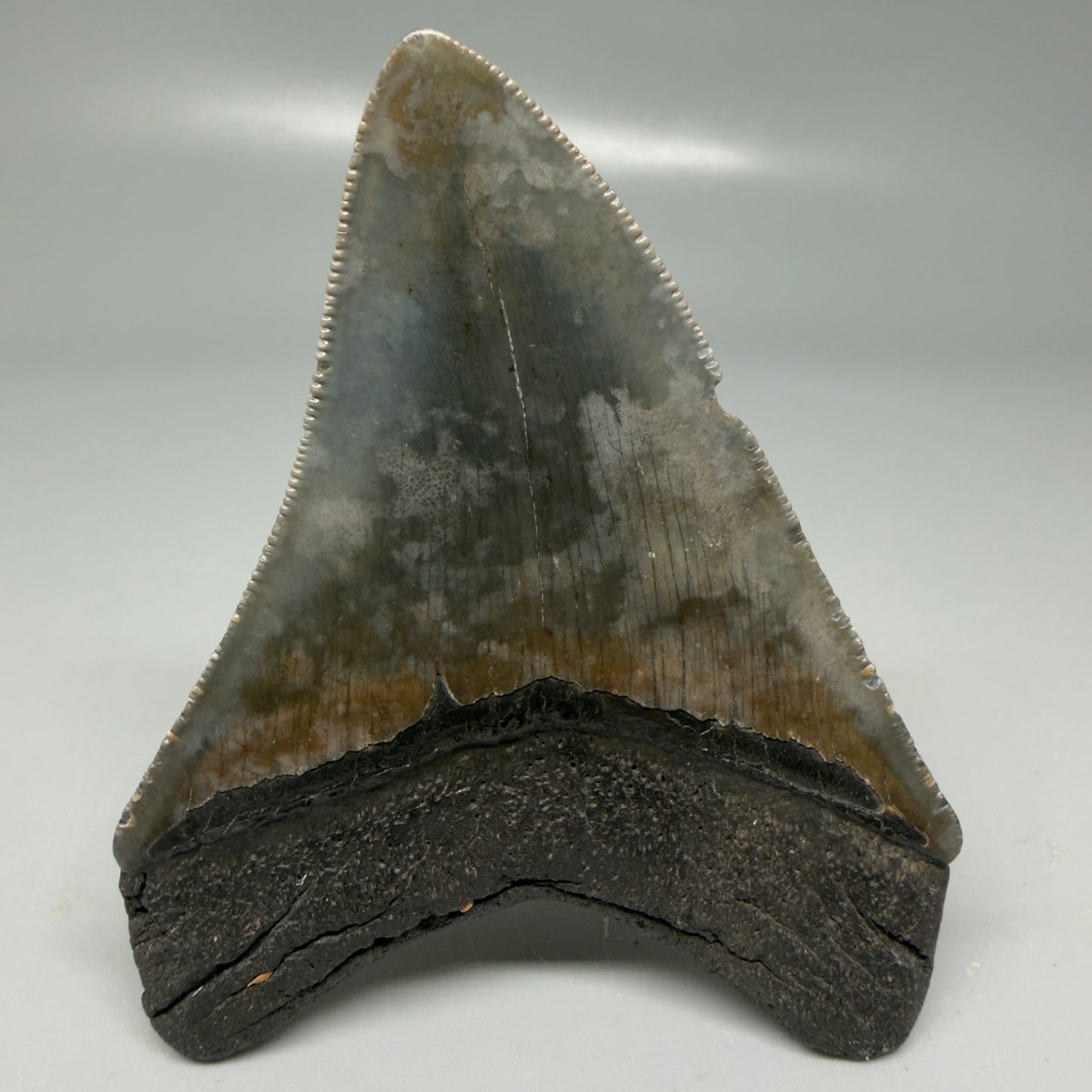 Back View Colorful, serrated 3.48" Megalodon Tooth - South Carolina CM6103
