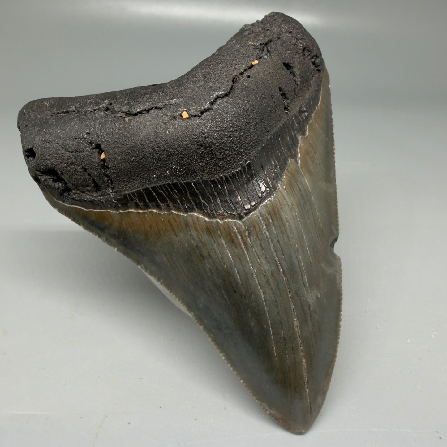 Front Left View Colorful, serrated 3.48" Megalodon Tooth - South Carolina CM6103
