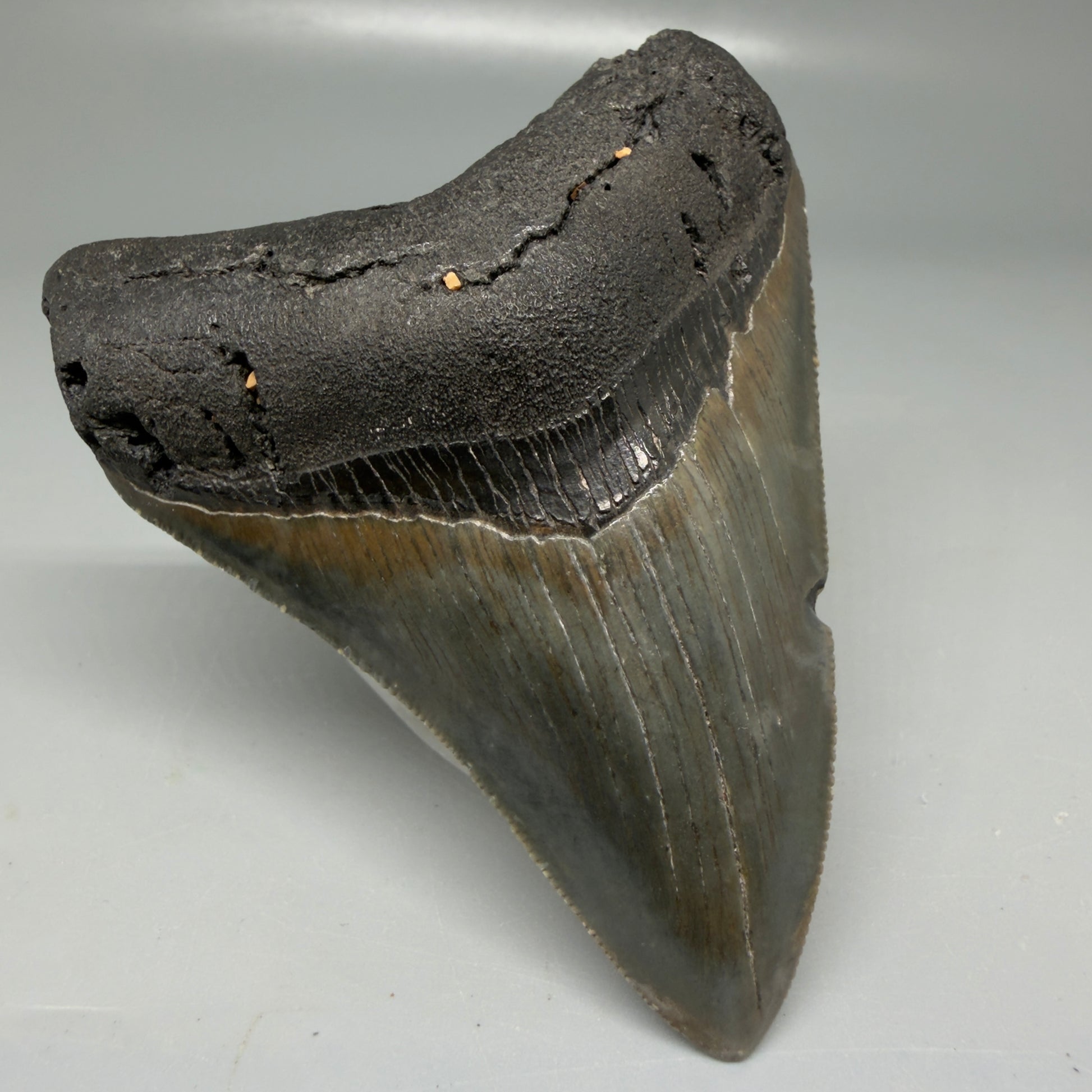 Front Left View Colorful, serrated 3.48" Megalodon Tooth - South Carolina CM6103