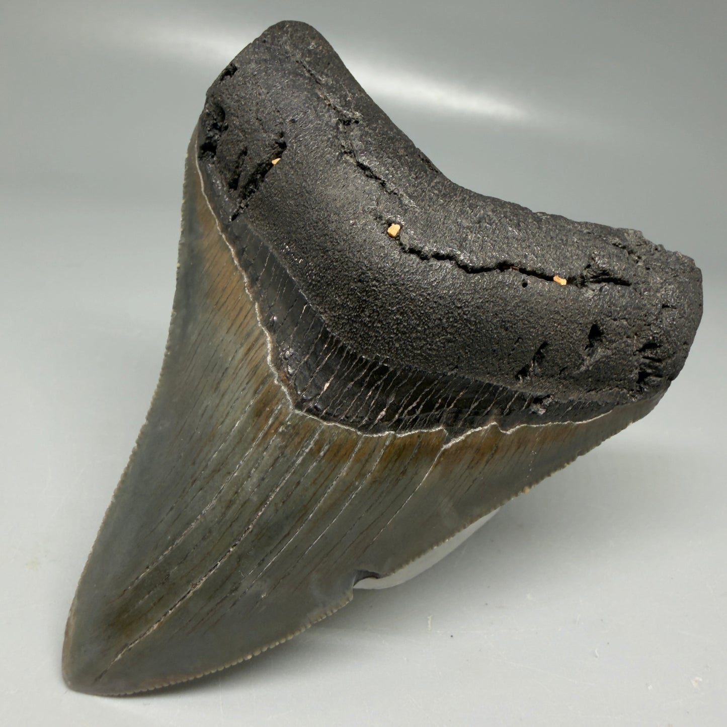 Front Right View Colorful, serrated 3.48" Megalodon Tooth - South Carolina CM6103