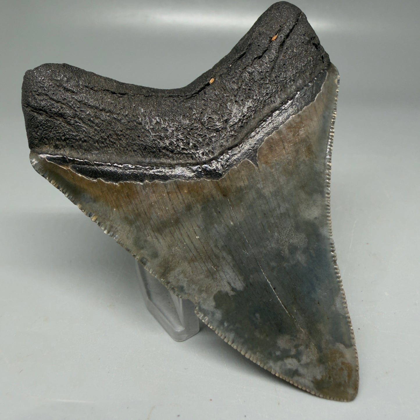 Back Left View Colorful, serrated 3.48" Megalodon Tooth - South Carolina CM6103