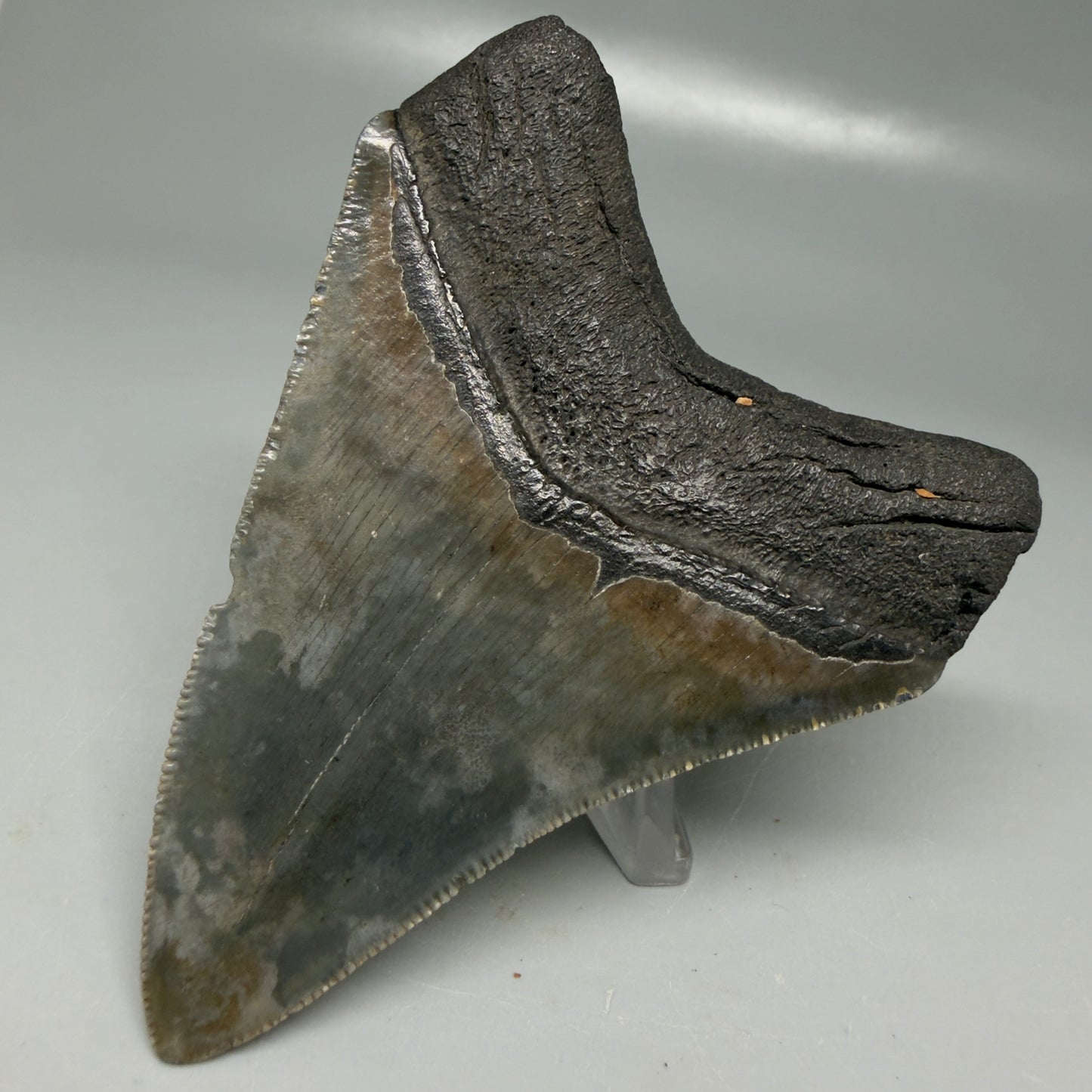 Back Right View Colorful, serrated 3.48" Megalodon Tooth - South Carolina CM6103