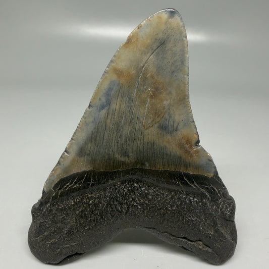 Back View Colorful 3.28" Megalodon Tooth - South Carolina CM6100