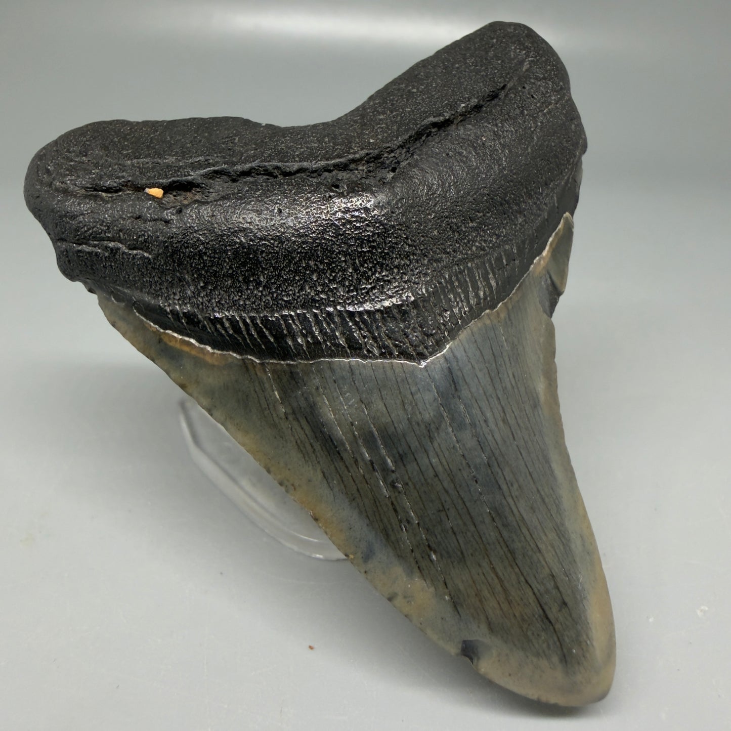 Front Left View Colorful 3.28" Megalodon Tooth - South Carolina CM6100