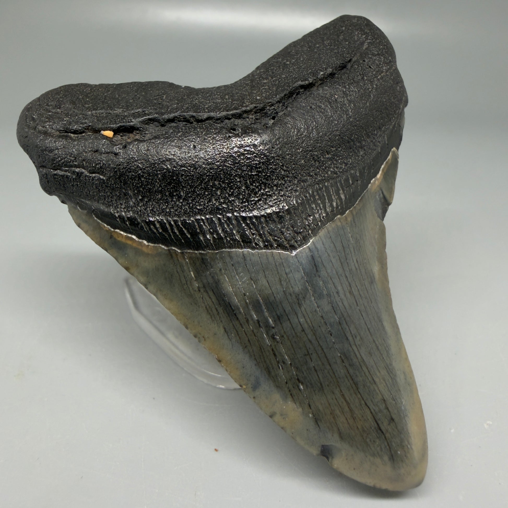 Front Left View Colorful 3.28" Megalodon Tooth - South Carolina CM6100