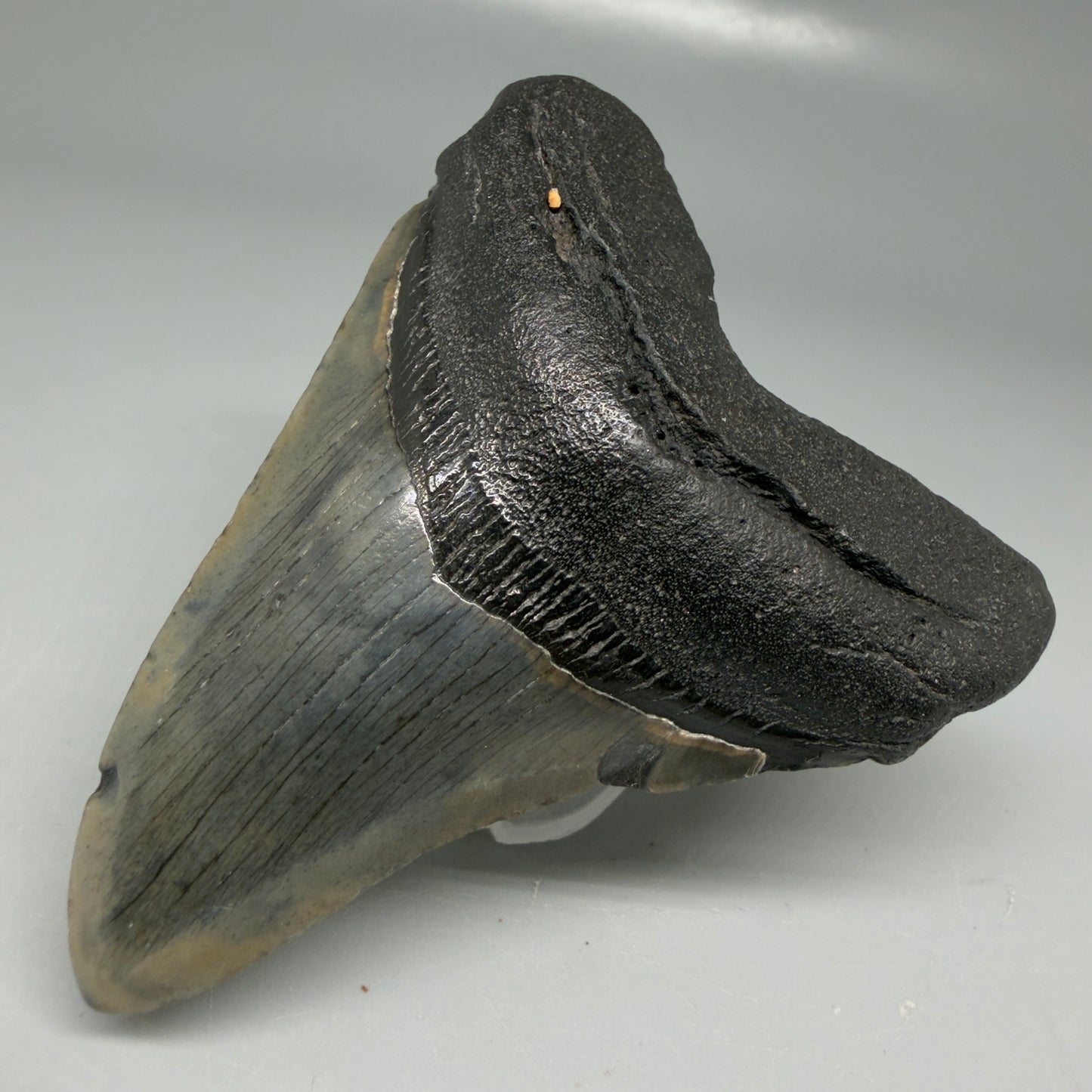 Front Right View Colorful 3.28" Megalodon Tooth - South Carolina CM6100