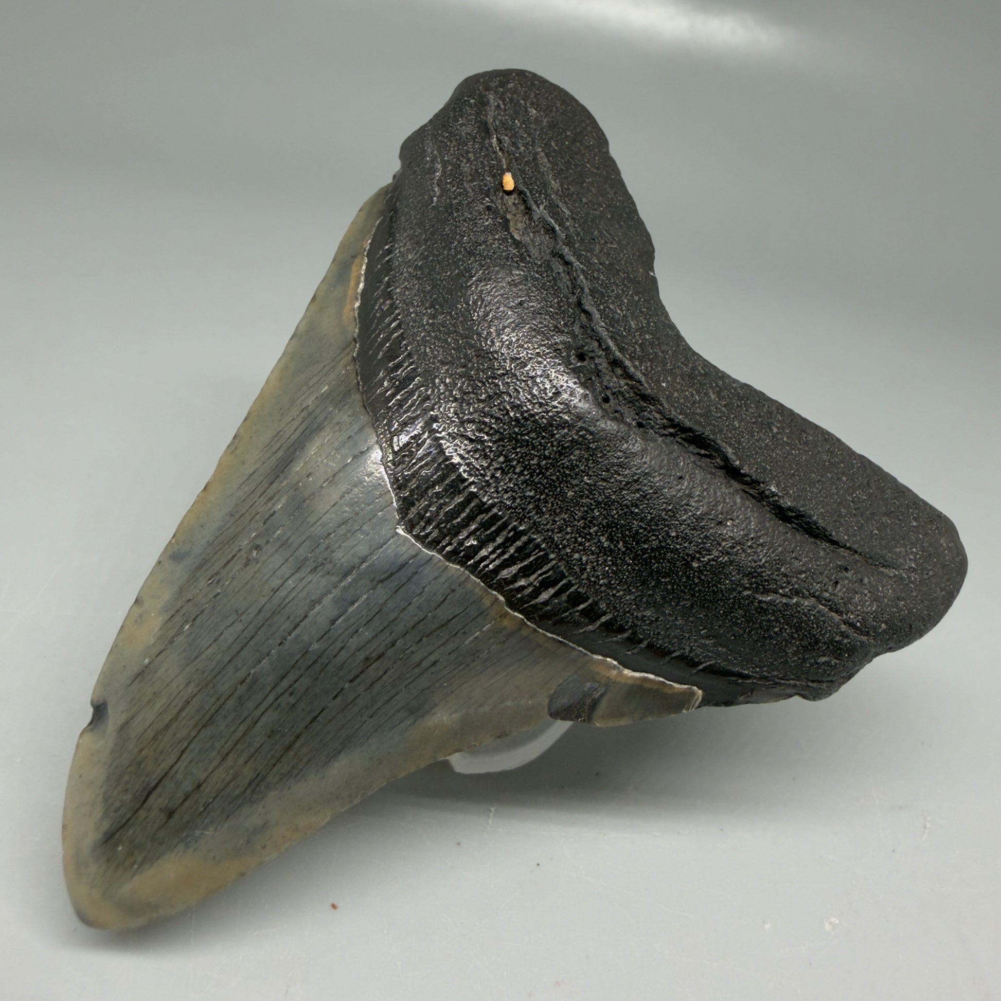 Front Right View Colorful 3.28" Megalodon Tooth - South Carolina CM6100
