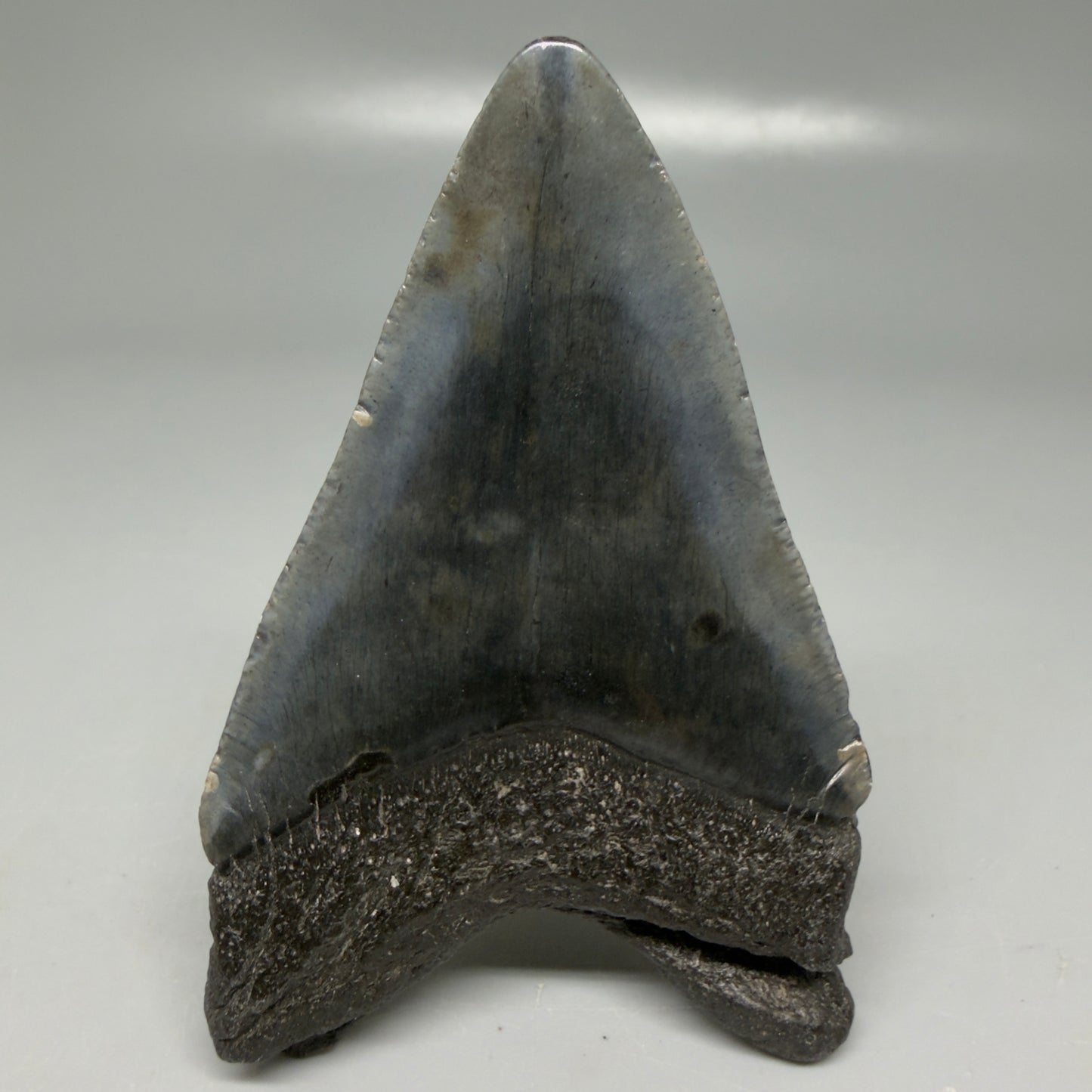 Back View Dark colors 3.20" Megalodon Tooth from South Carolina CM6101