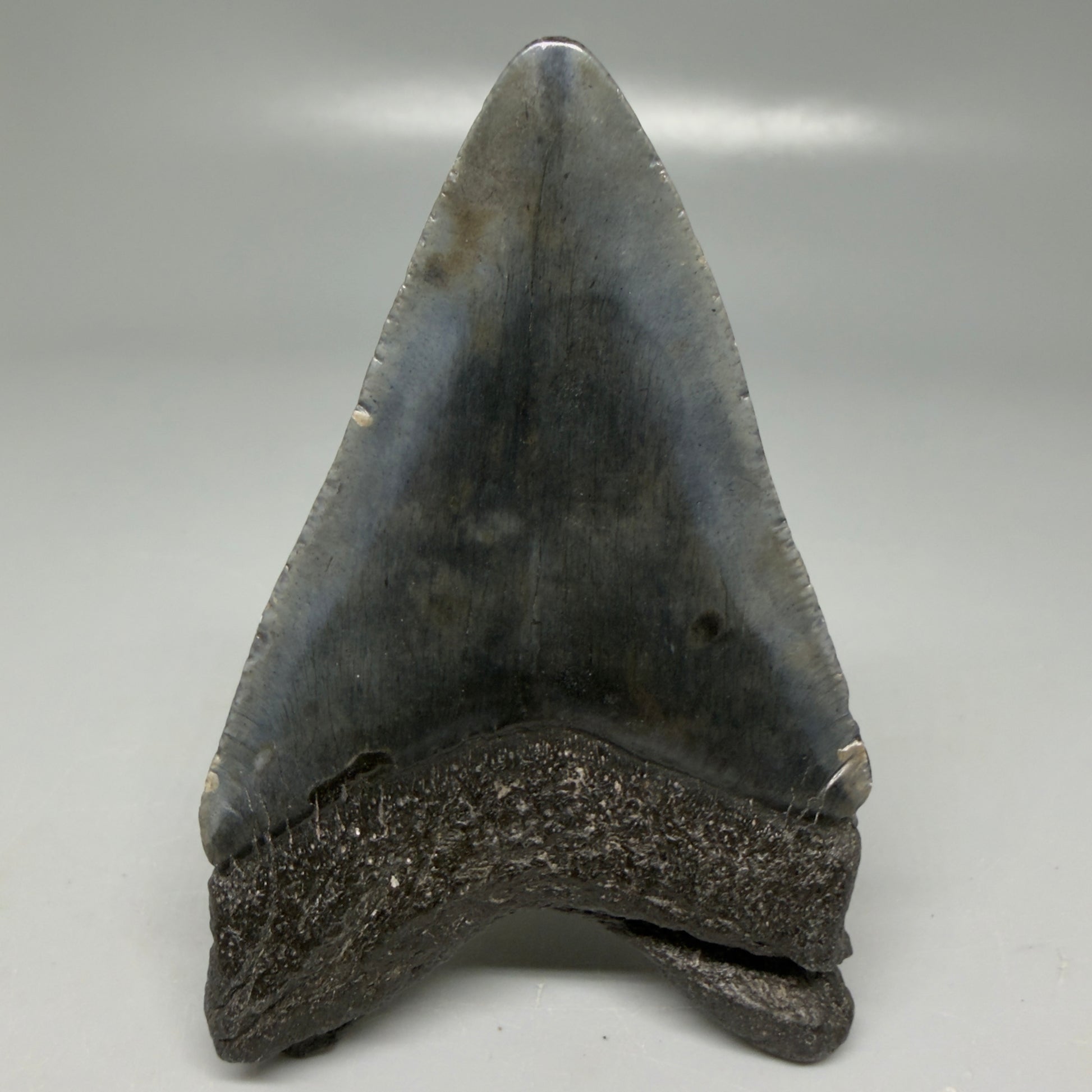 Back View Dark colors 3.20" Megalodon Tooth from South Carolina CM6101