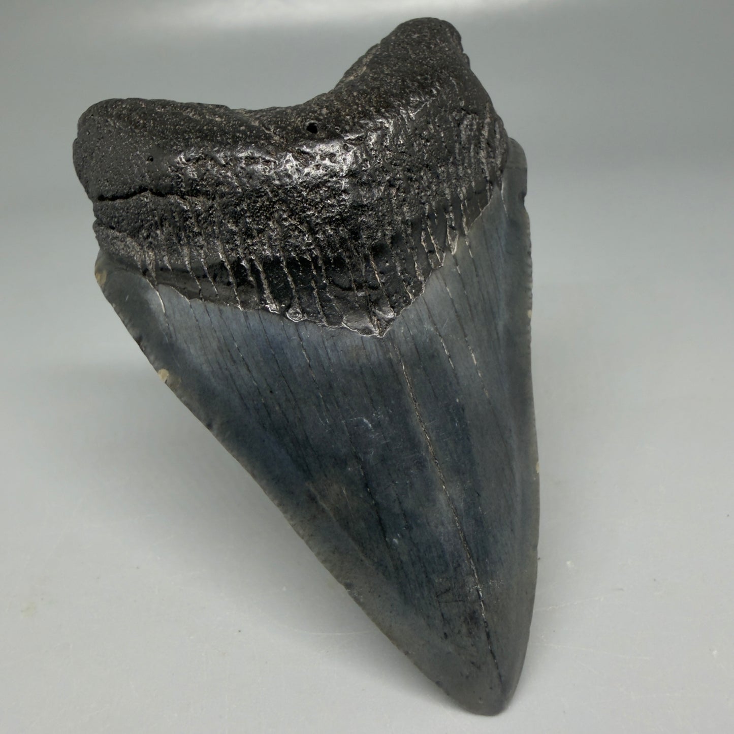 Front Left View Dark colors 3.20" Megalodon Tooth from South Carolina CM6101