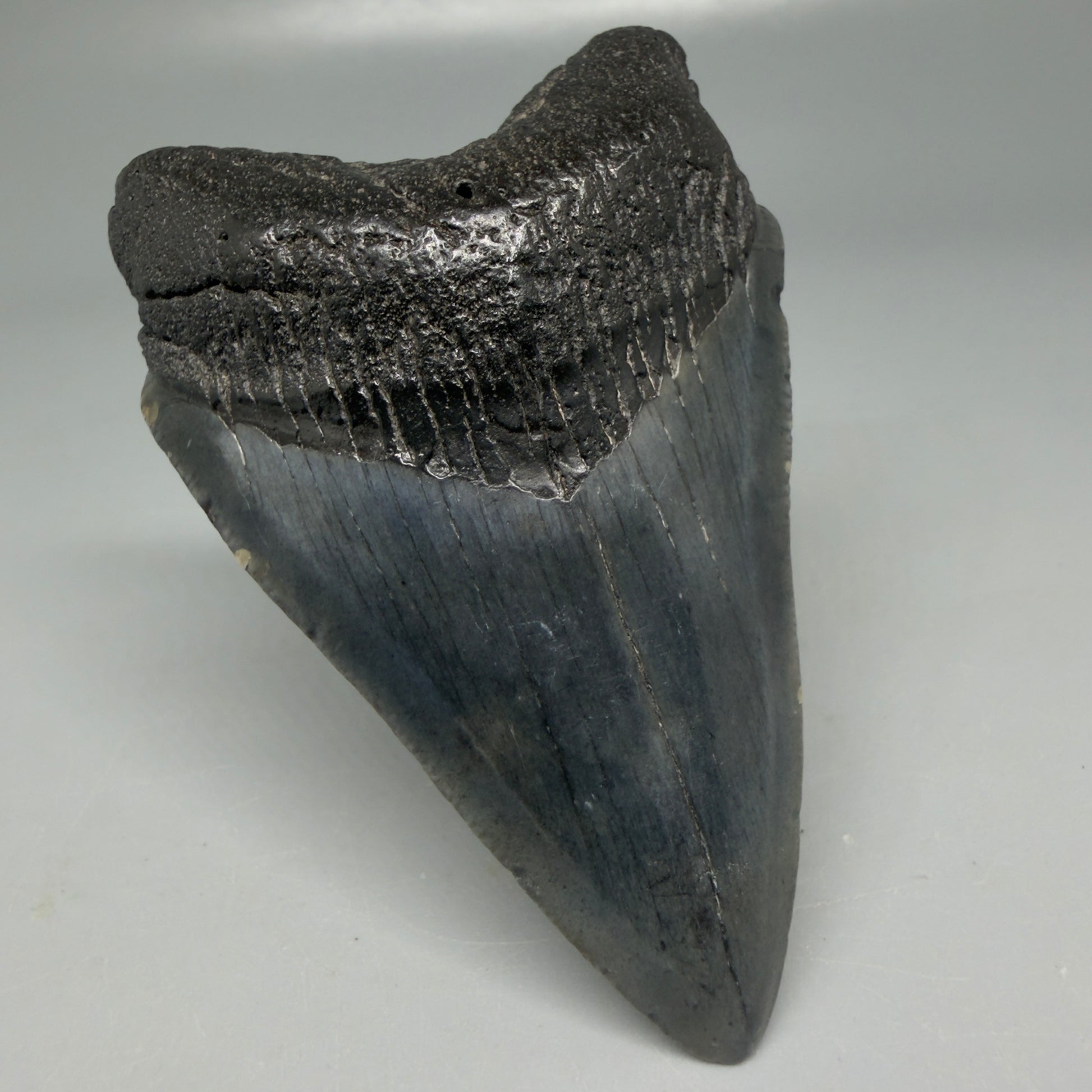 Front Left View Dark colors 3.20" Megalodon Tooth from South Carolina CM6101