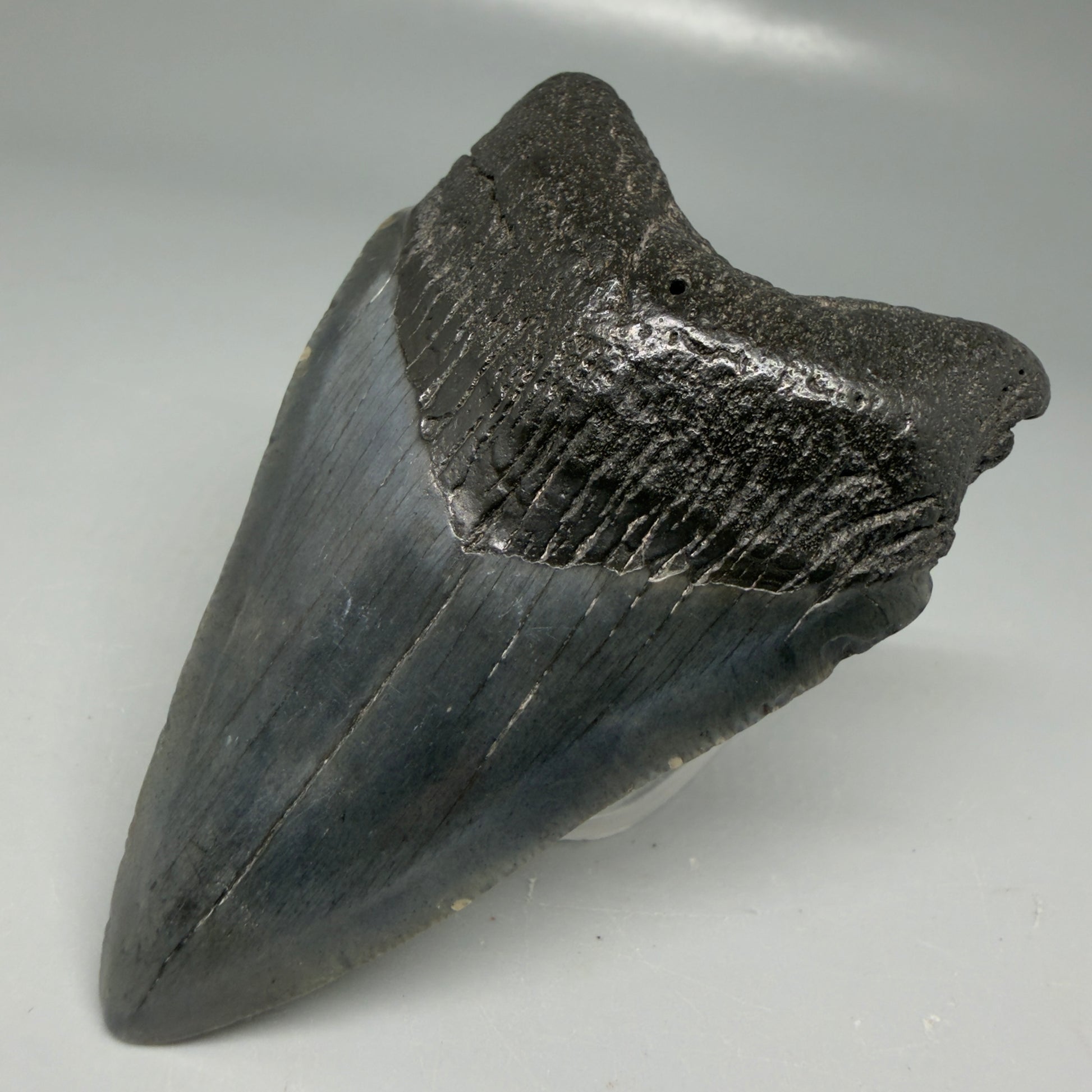 Front Right View Dark colors 3.20" Megalodon Tooth from South Carolina CM6101