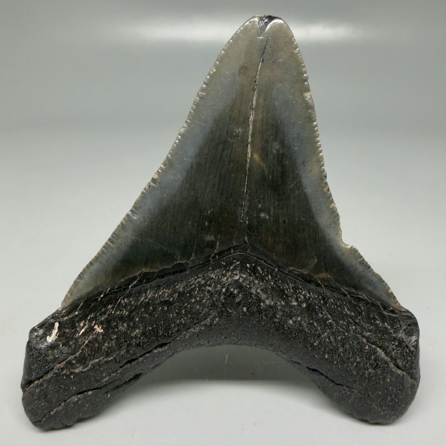 Back View Dark colors 3.21" Megalodon Tooth from South Carolina CM6102