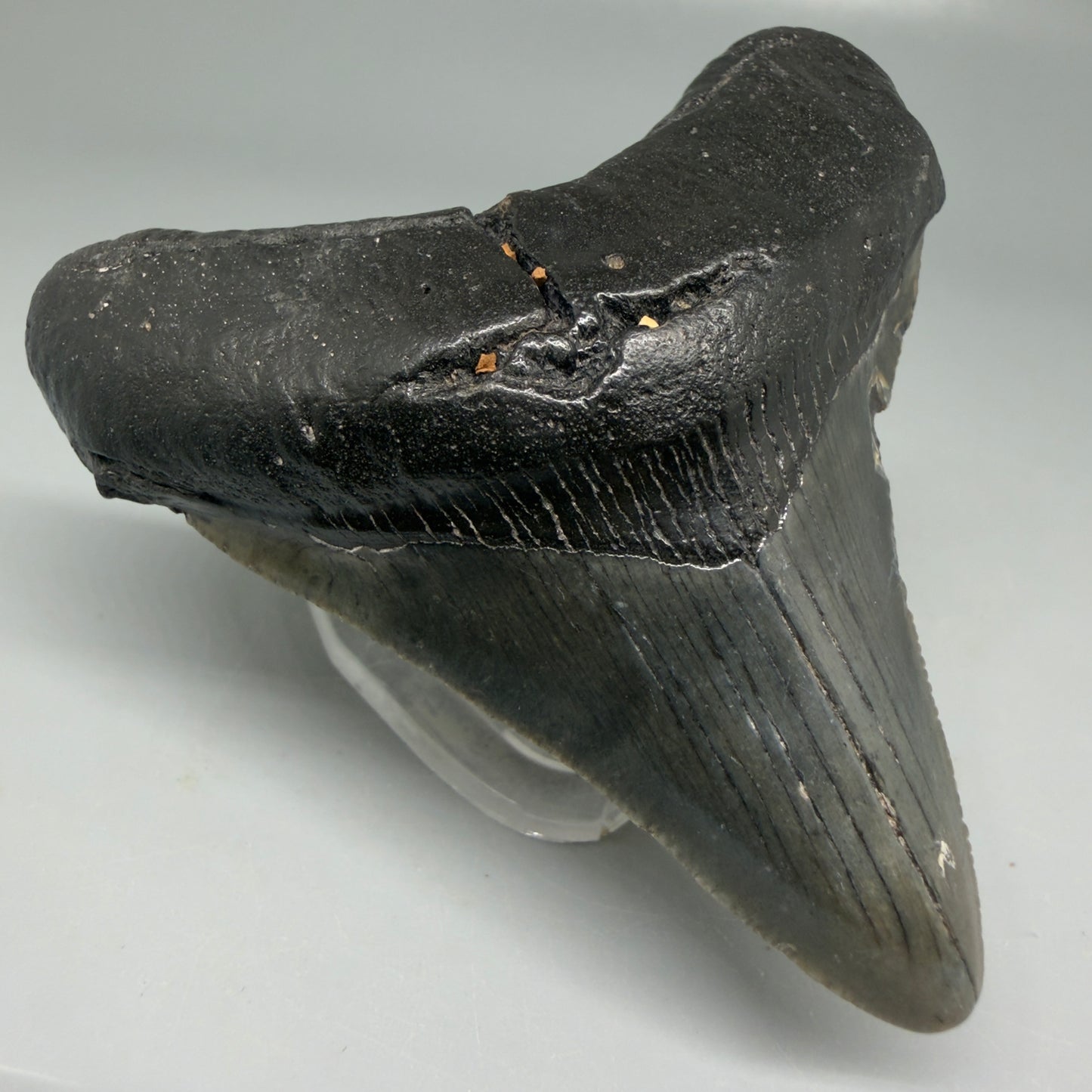 Front Left View Dark colors 3.21" Megalodon Tooth from South Carolina CM6102