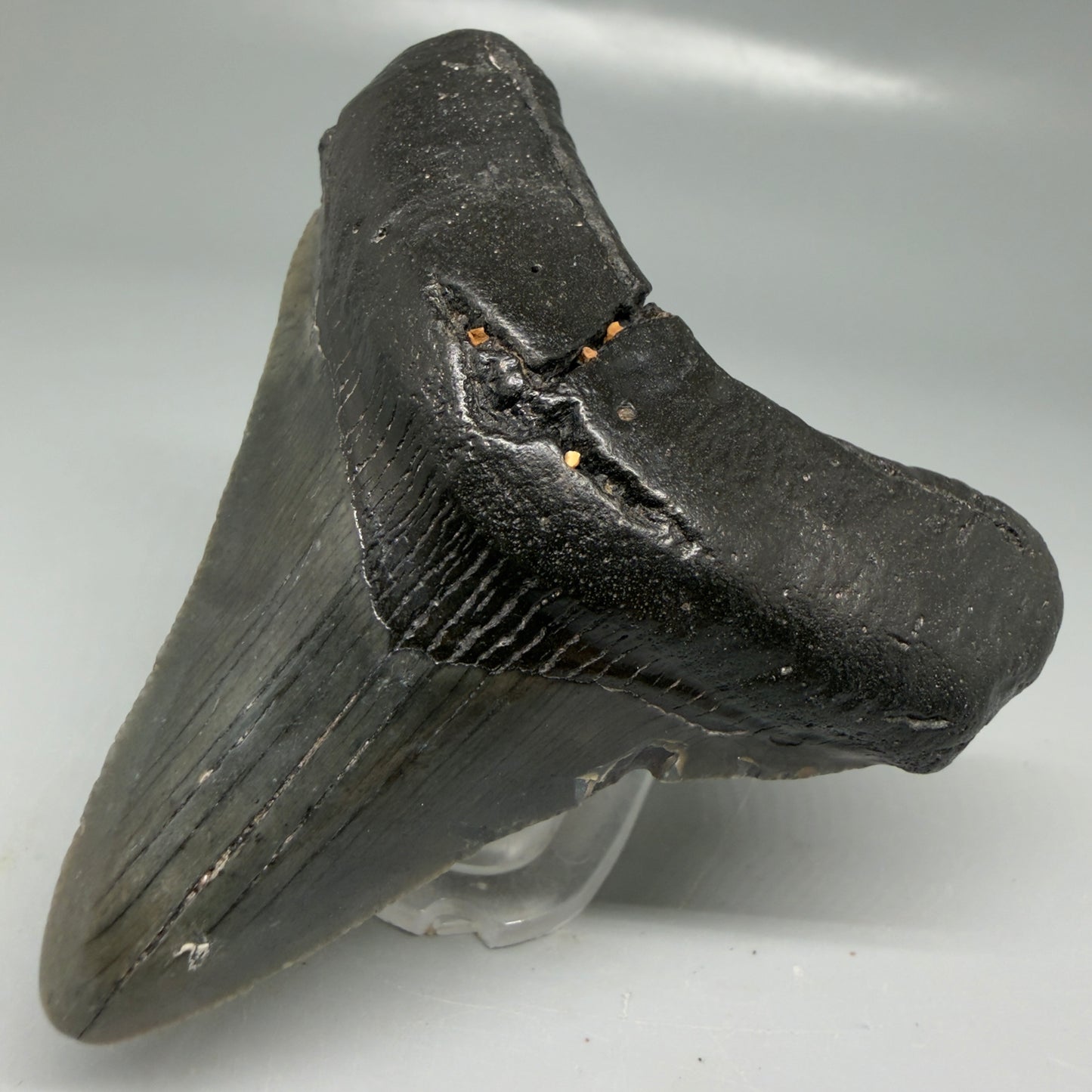 Front Right View Dark colors 3.21" Megalodon Tooth from South Carolina CM6102