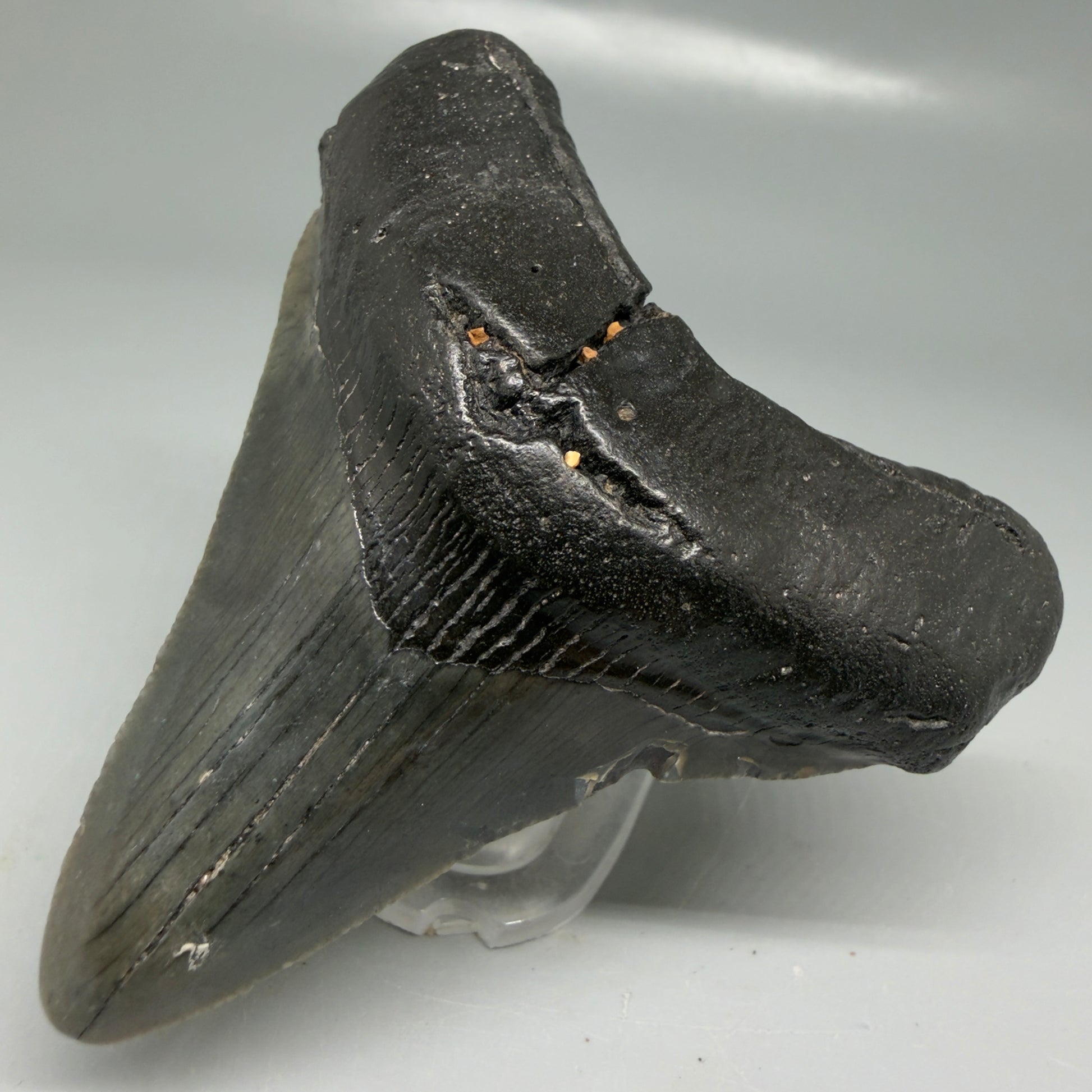 Front Right View Dark colors 3.21" Megalodon Tooth from South Carolina CM6102