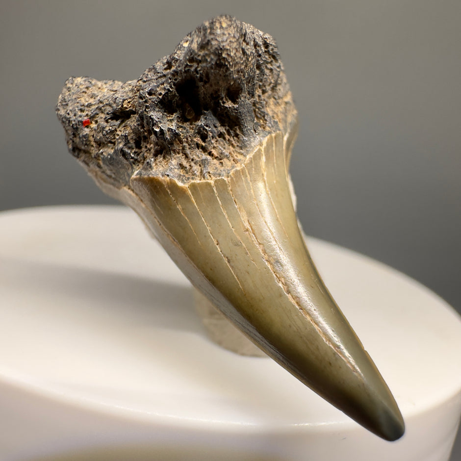 Rare Fossil Shark Teeth Collection - Authentic Specimens – Megalodon Teeth