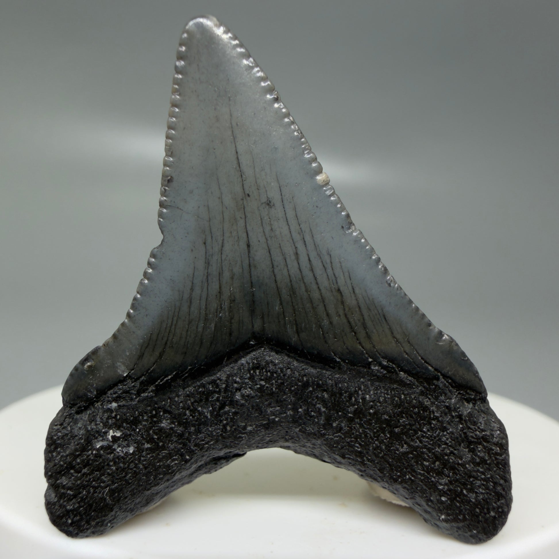 Back View Small 1.63" Colorful Fossil Megalodon Tooth – South Carolina River Find | Authentic CM6123