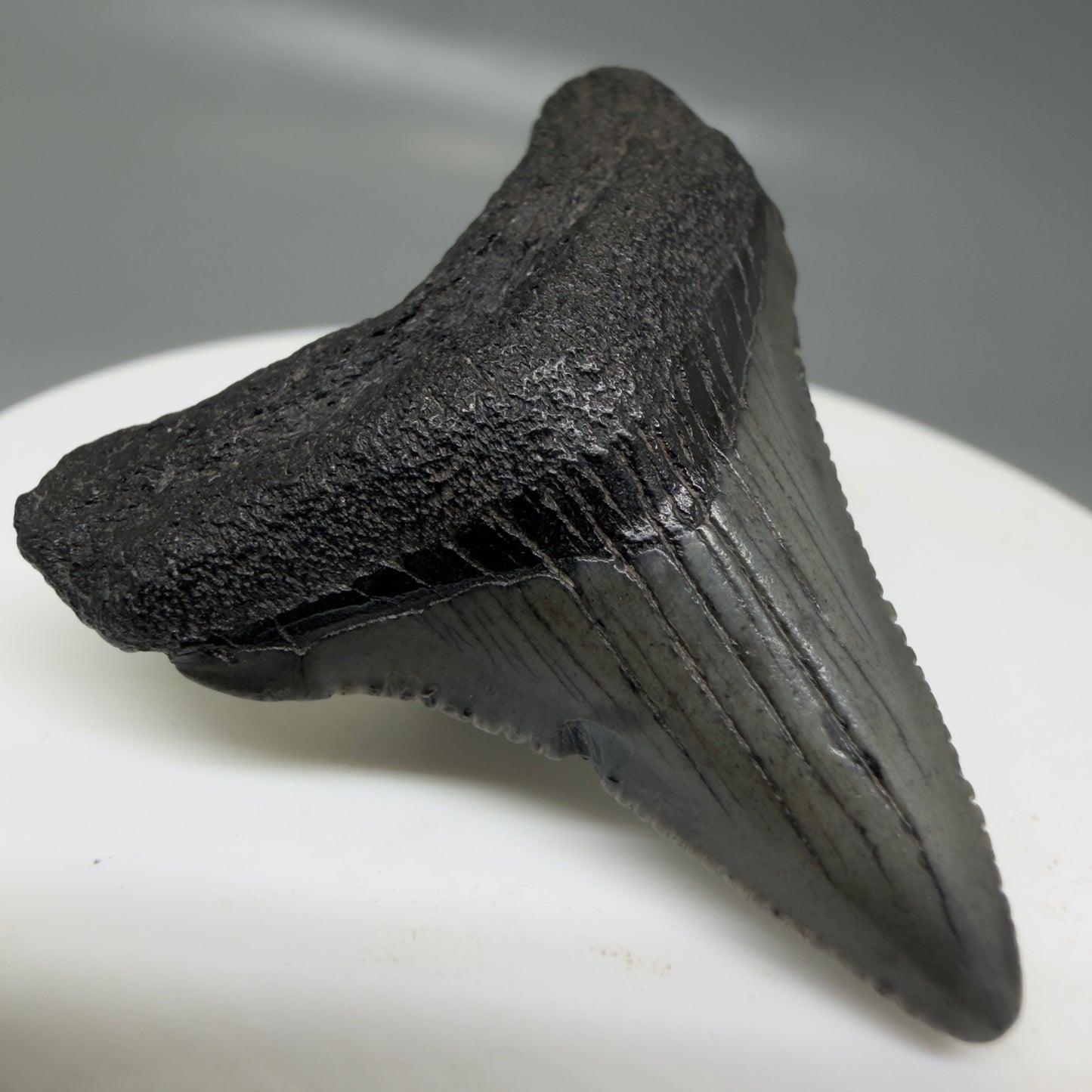 Front Left View Small 1.63" Colorful Fossil Megalodon Tooth – South Carolina River Find | Authentic CM6123