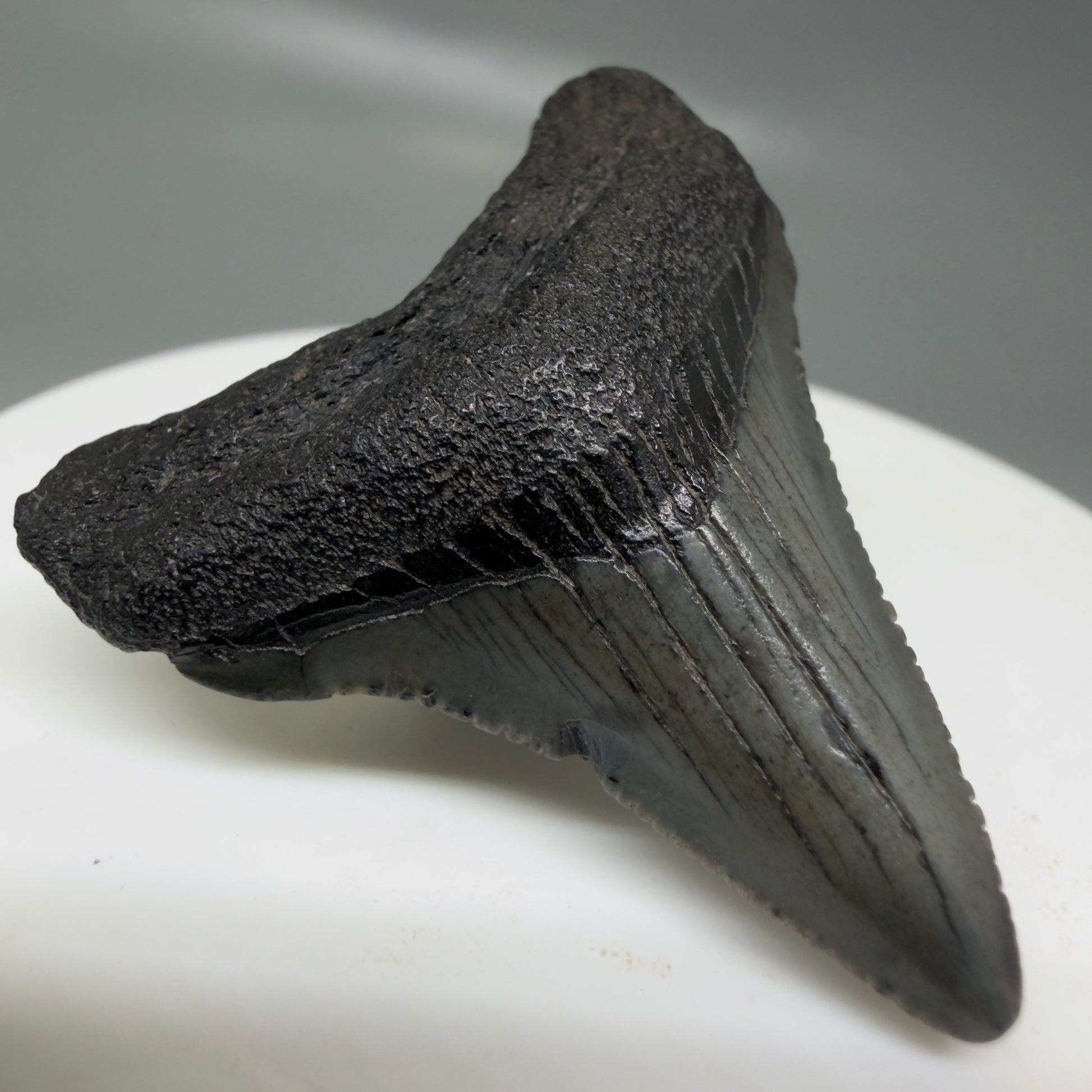 Front Left View Small 1.63" Colorful Fossil Megalodon Tooth – South Carolina River Find | Authentic CM6123