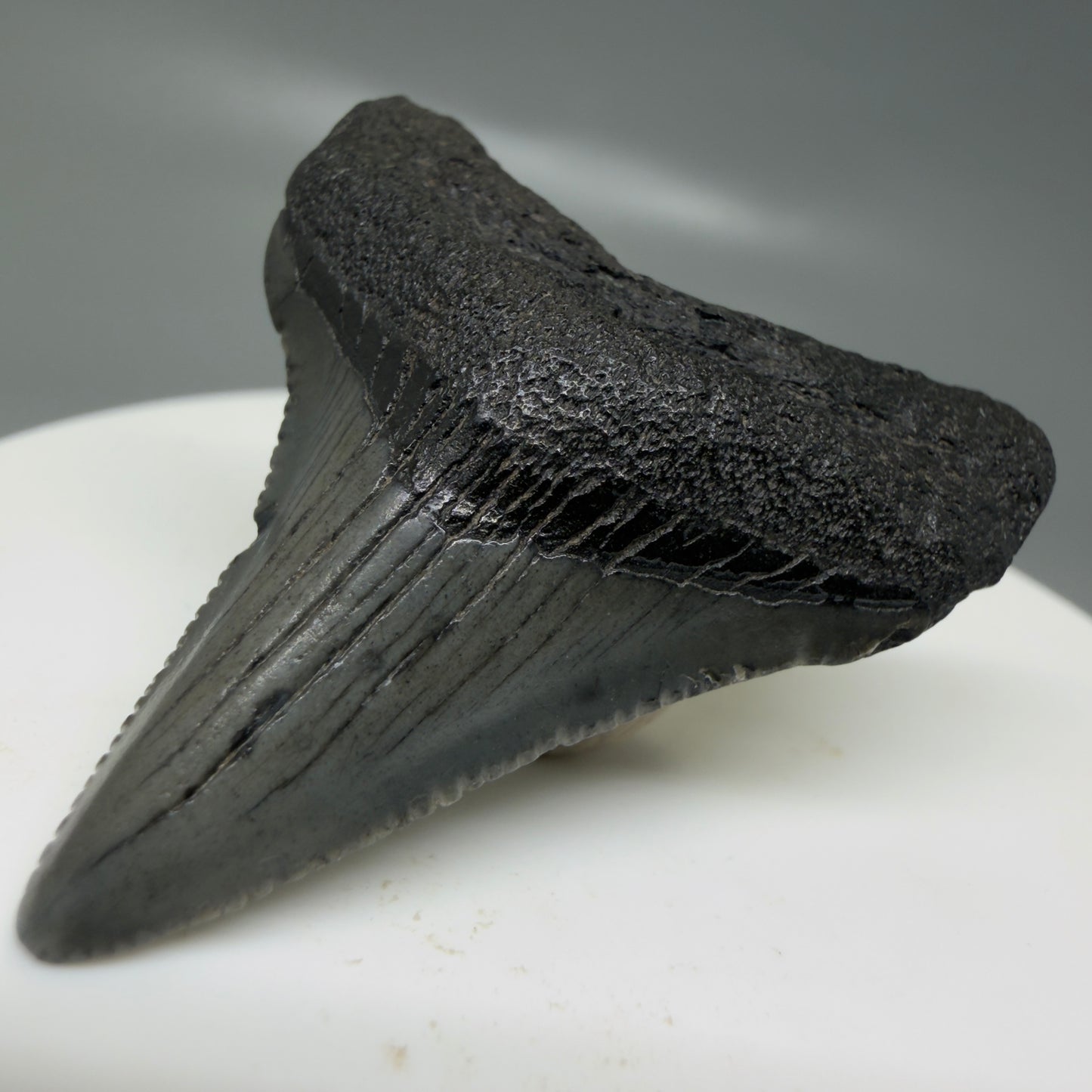 Front Right View Small 1.63" Colorful Fossil Megalodon Tooth – South Carolina River Find | Authentic CM6123