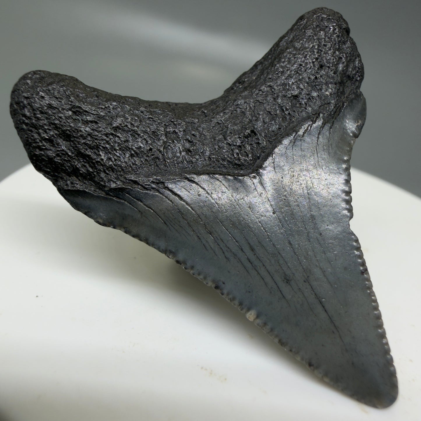 Back Left View Small 1.63" Colorful Fossil Megalodon Tooth – South Carolina River Find | Authentic CM6123