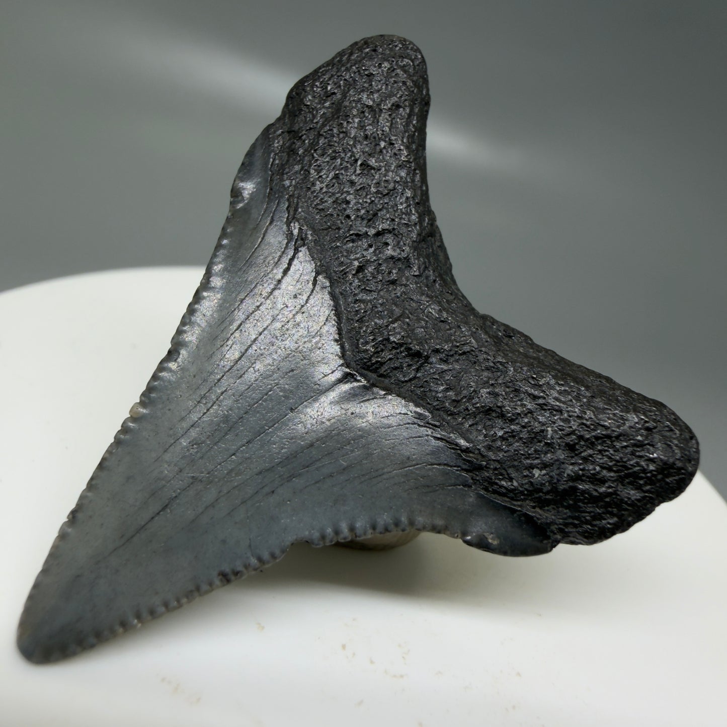 Back Right View Small 1.63" Colorful Fossil Megalodon Tooth – South Carolina River Find | Authentic CM6123