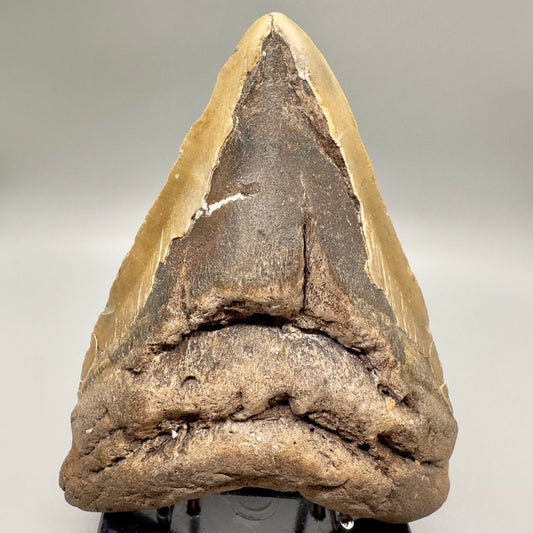 EXTRA LARGE, affordable 6.11" Megalodon Fossil - Wilmington North Carolina MJ129 - Front