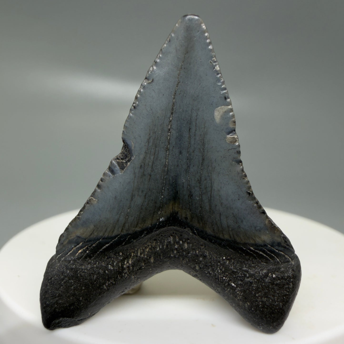 Back View Small 1.55" Colorful Fossil Megalodon Tooth – South Carolina River Find | Authentic CM6122
