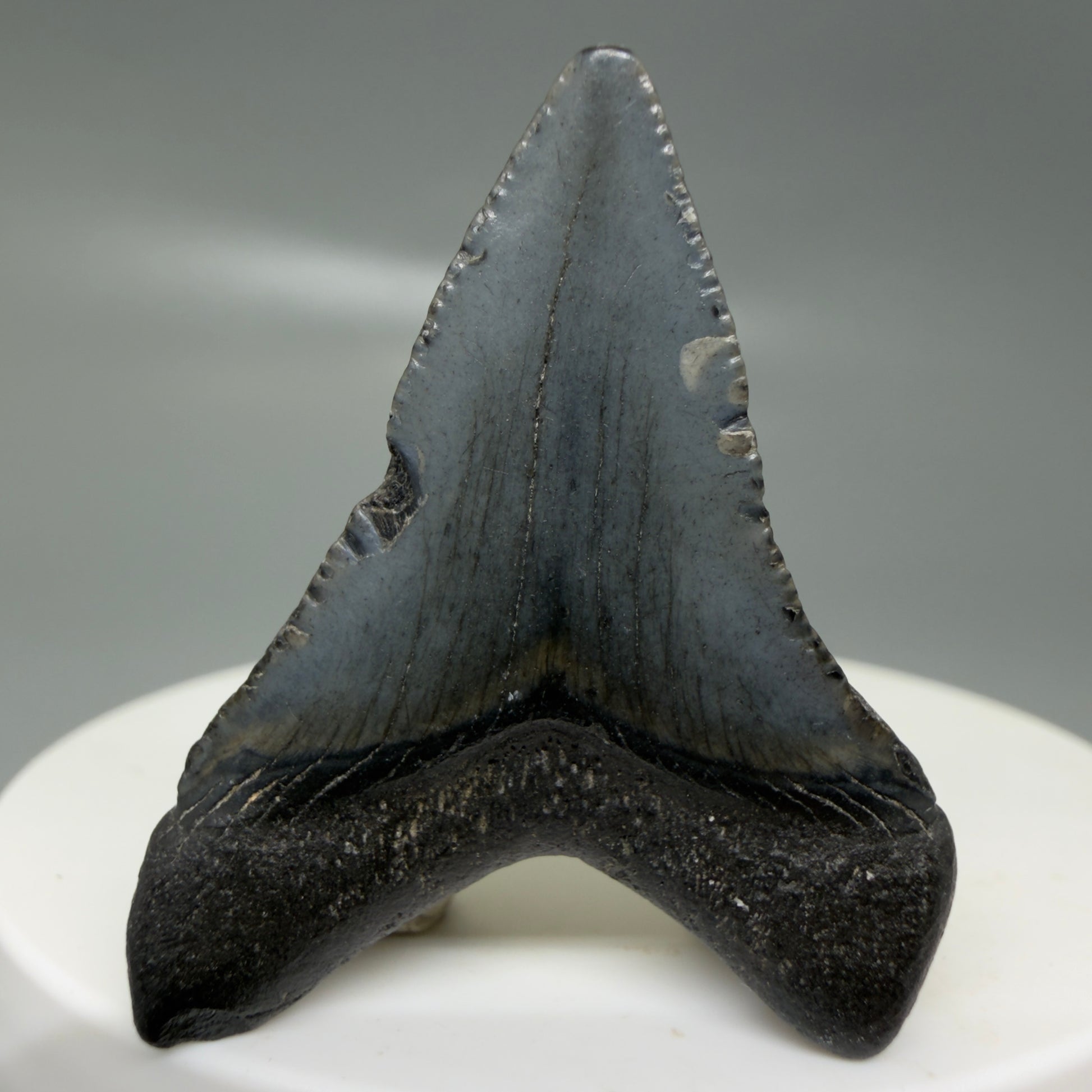 Back View Small 1.55" Colorful Fossil Megalodon Tooth – South Carolina River Find | Authentic CM6122