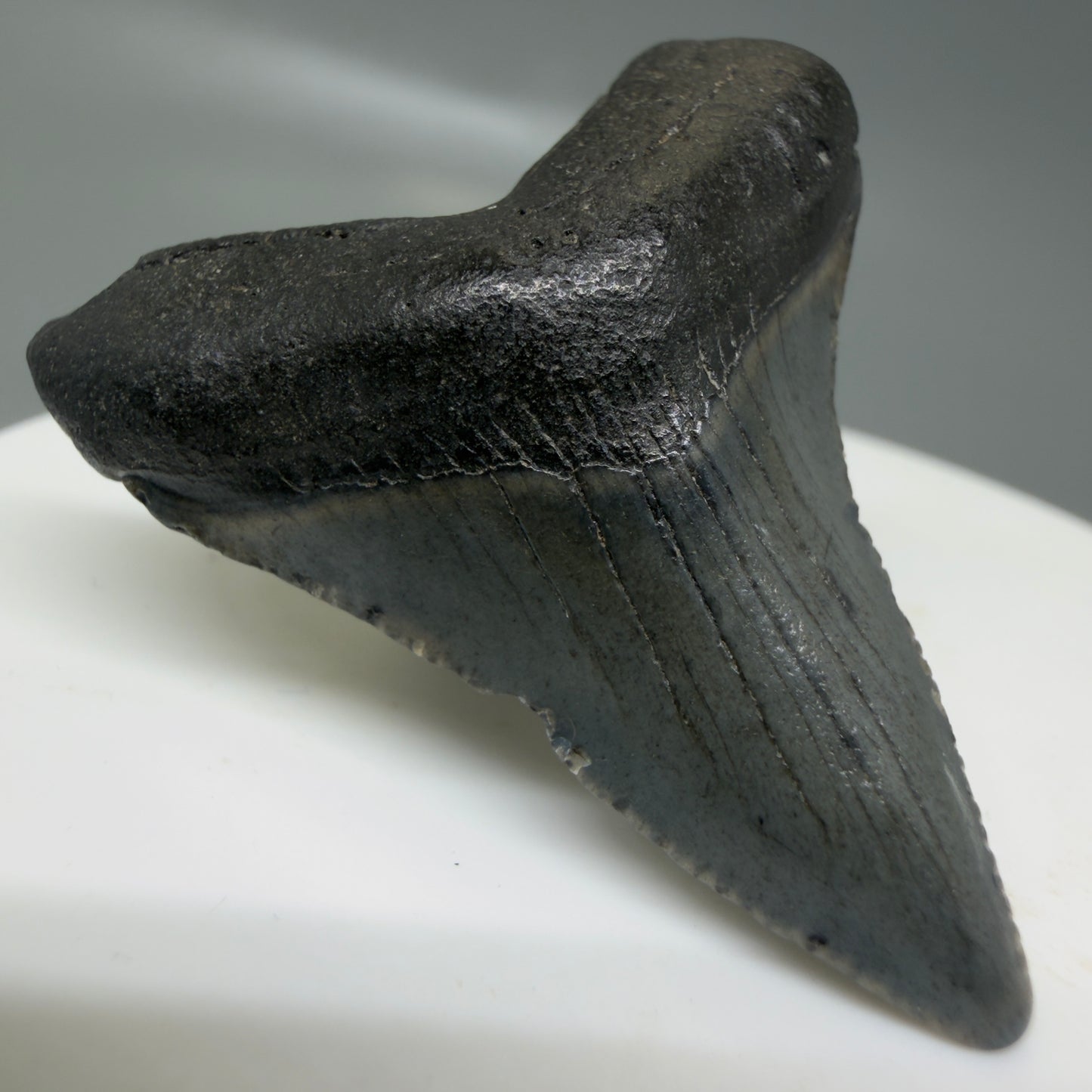 Front Left View Small 1.55" Colorful Fossil Megalodon Tooth – South Carolina River Find | Authentic CM6122