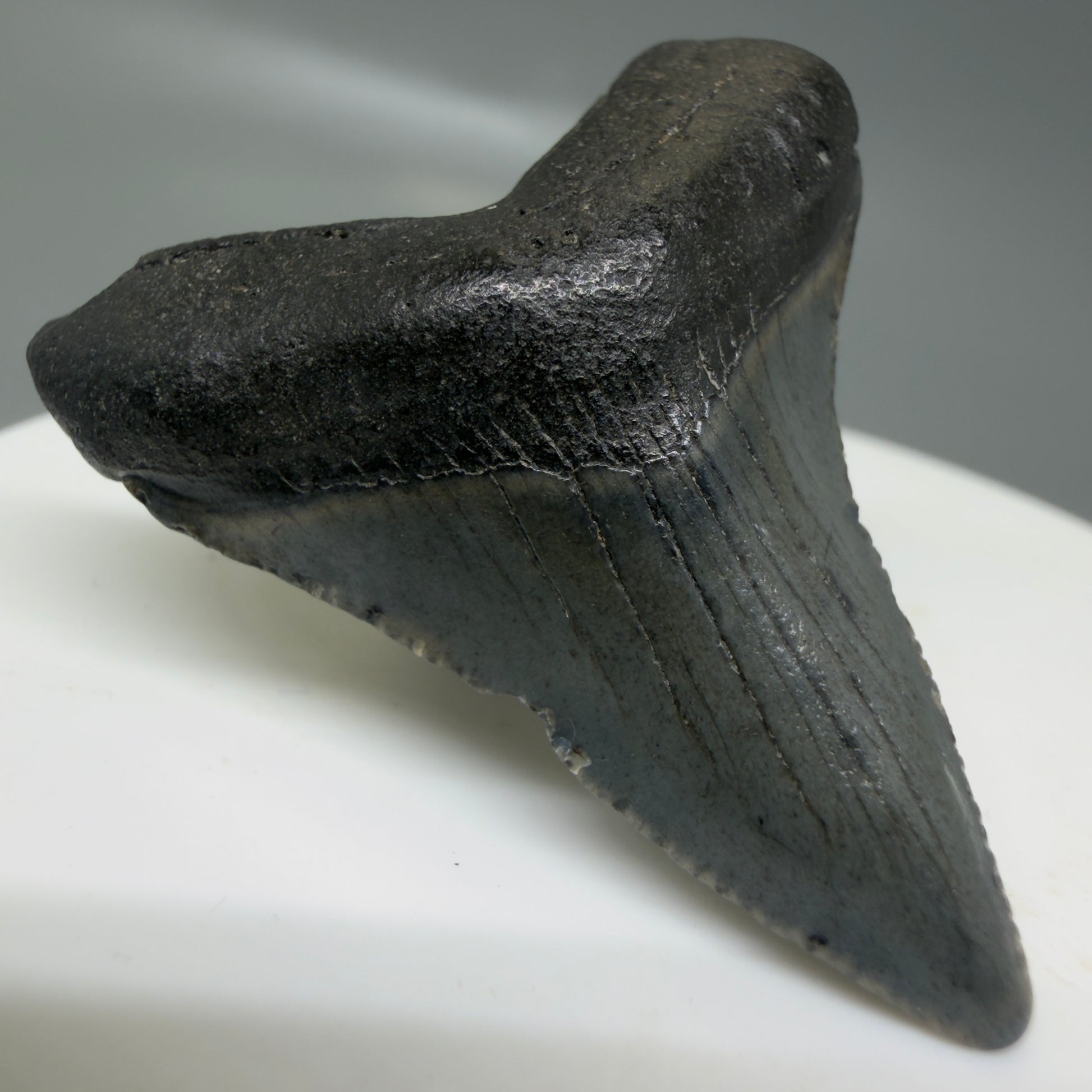 Front Left View Small 1.55" Colorful Fossil Megalodon Tooth – South Carolina River Find | Authentic CM6122