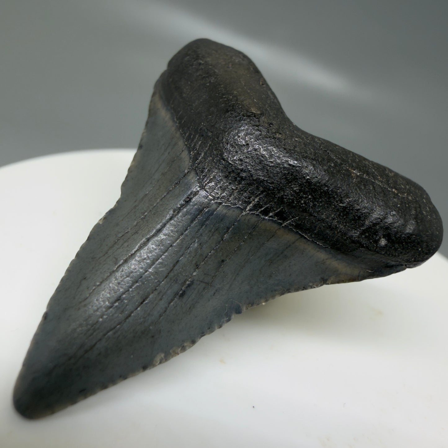 Front Right View Small 1.55" Colorful Fossil Megalodon Tooth – South Carolina River Find | Authentic CM6122