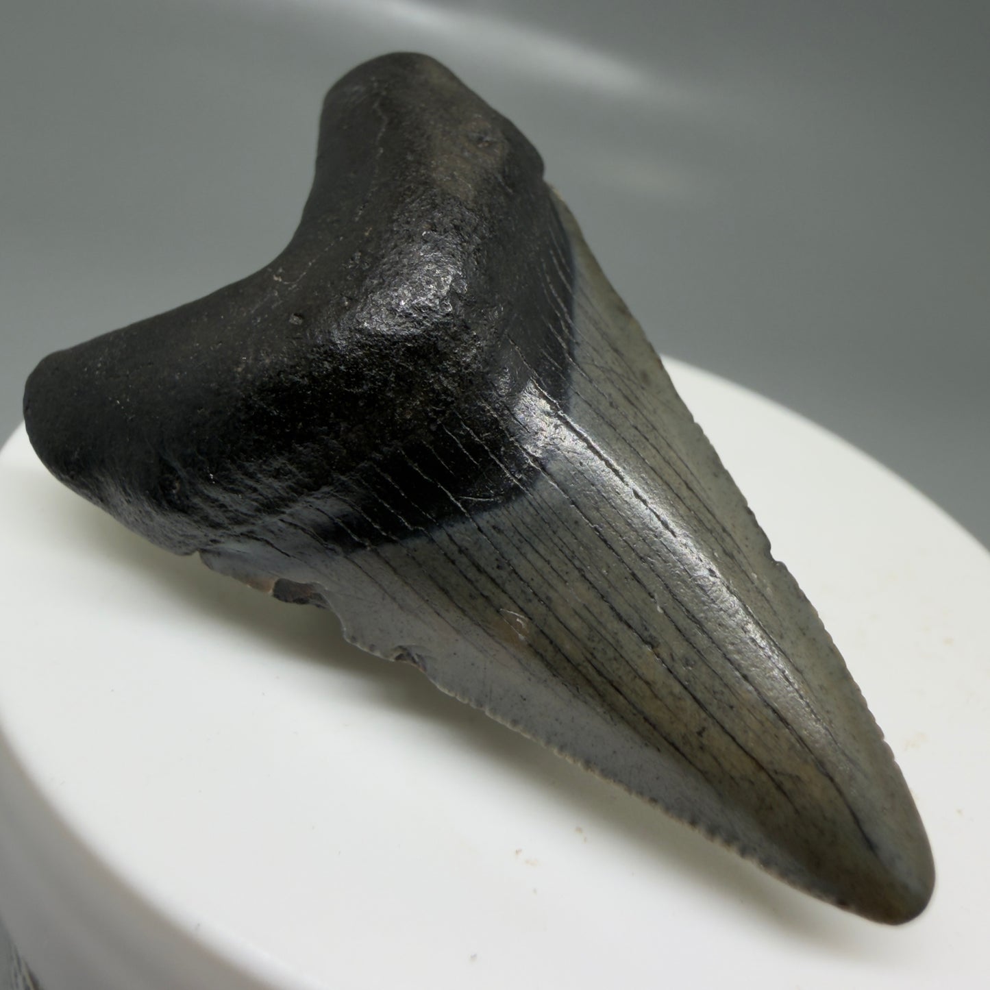 Front Left View Lower 2.00" Colorful Fossil Megalodon Tooth – South Carolina River Find | Authentic CM6124