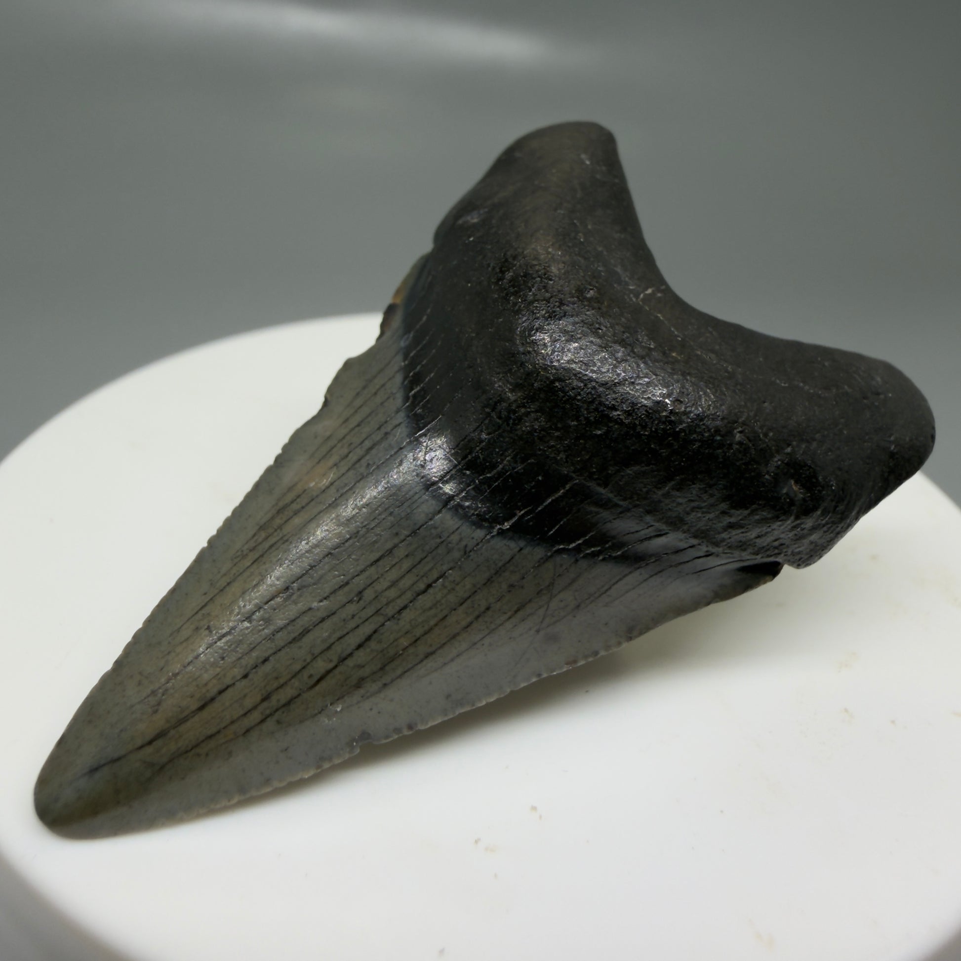 Front Right View Lower 2.00" Colorful Fossil Megalodon Tooth – South Carolina River Find | Authentic CM6124