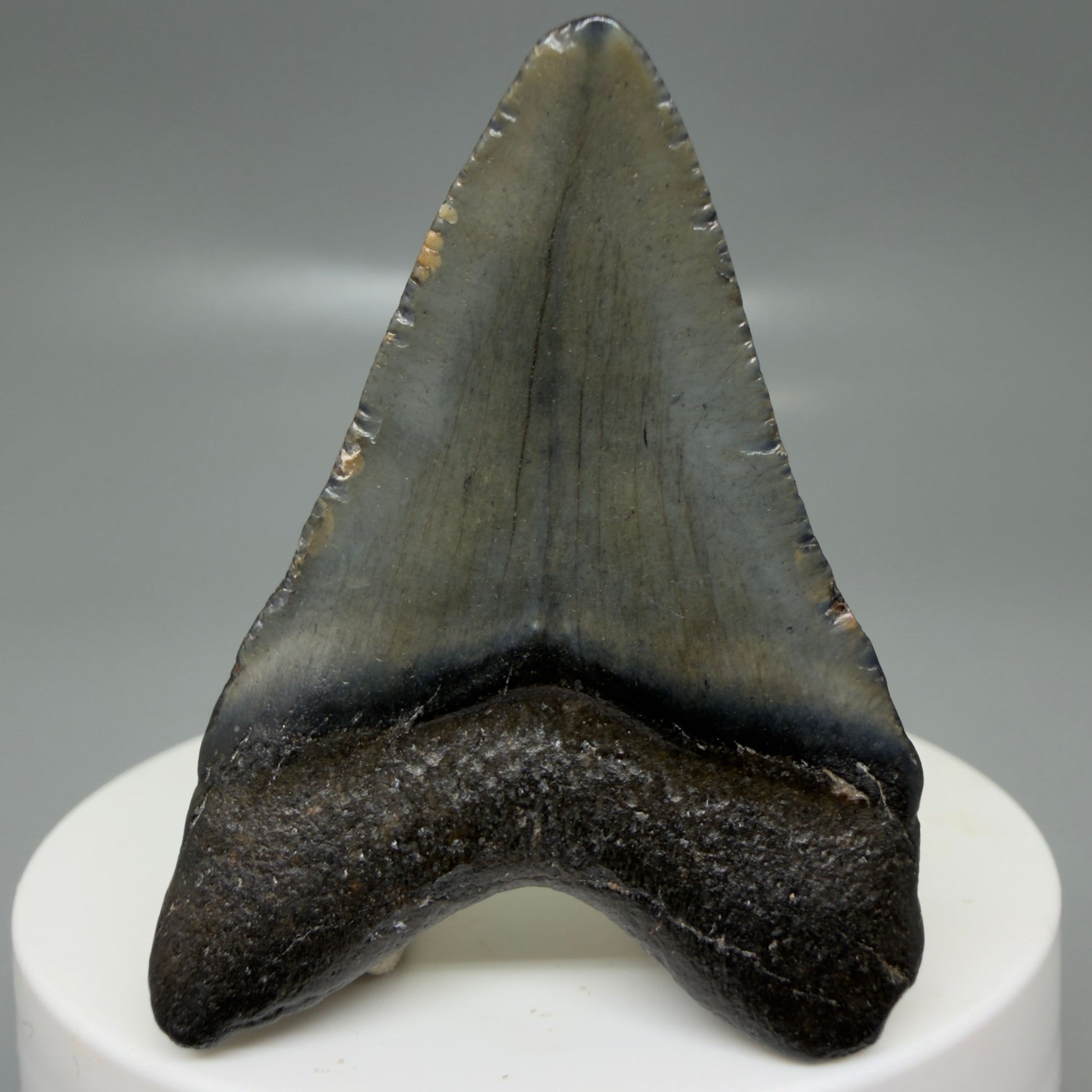 Back View 2.02" Colorful Fossil Megalodon Tooth – South Carolina River Find | Authentic CM6126