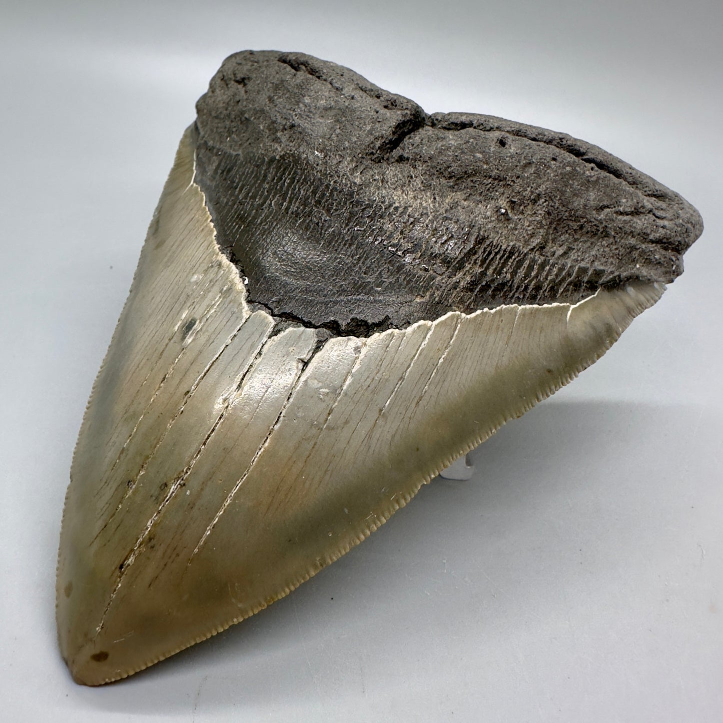 Sharply Serrated, gorgeous colors 5.61" Fossil Megalodon Tooth - North Carolina MJ125 - Front right